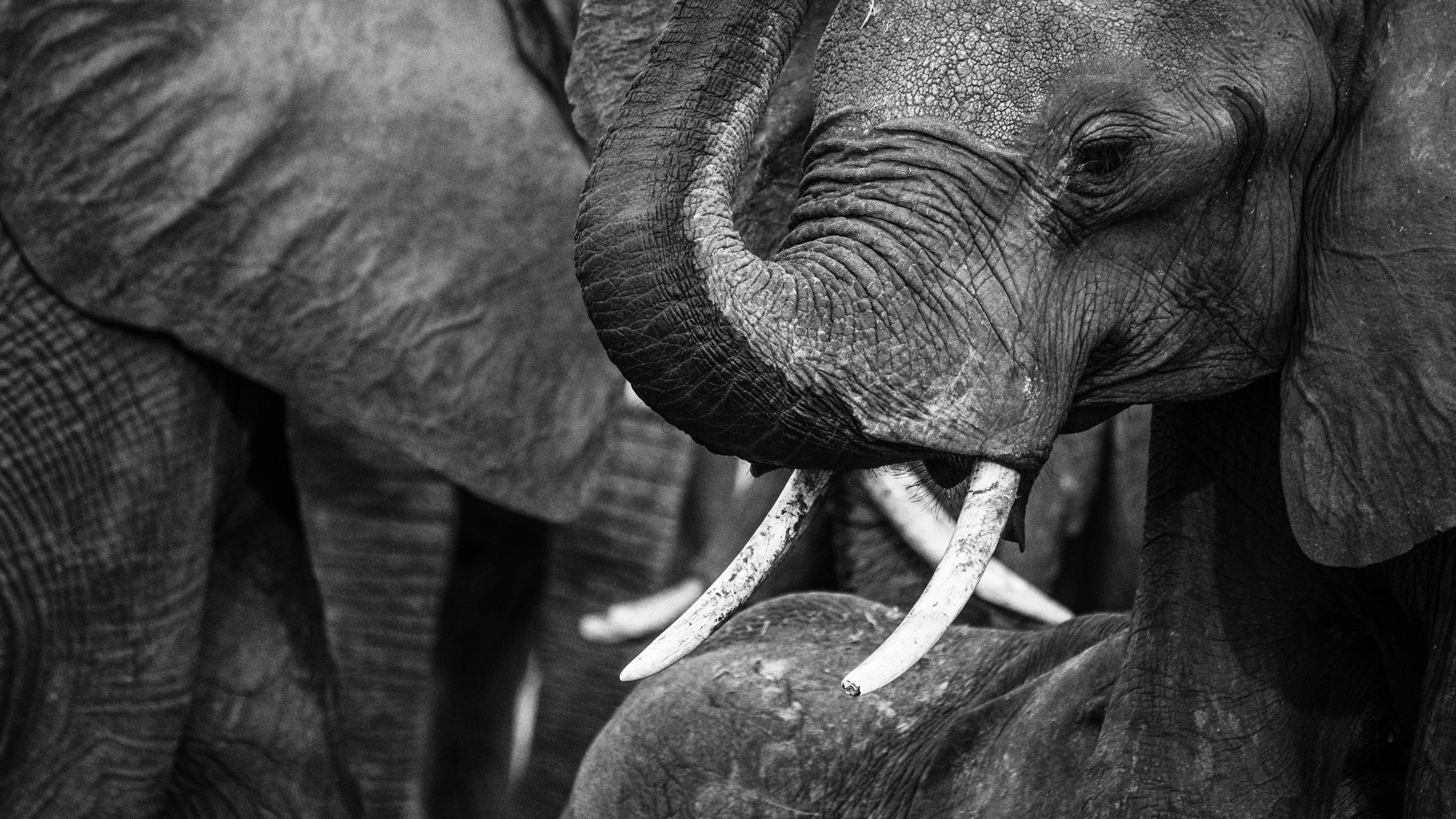 Elephant Botswana Monochrome 4273x2404