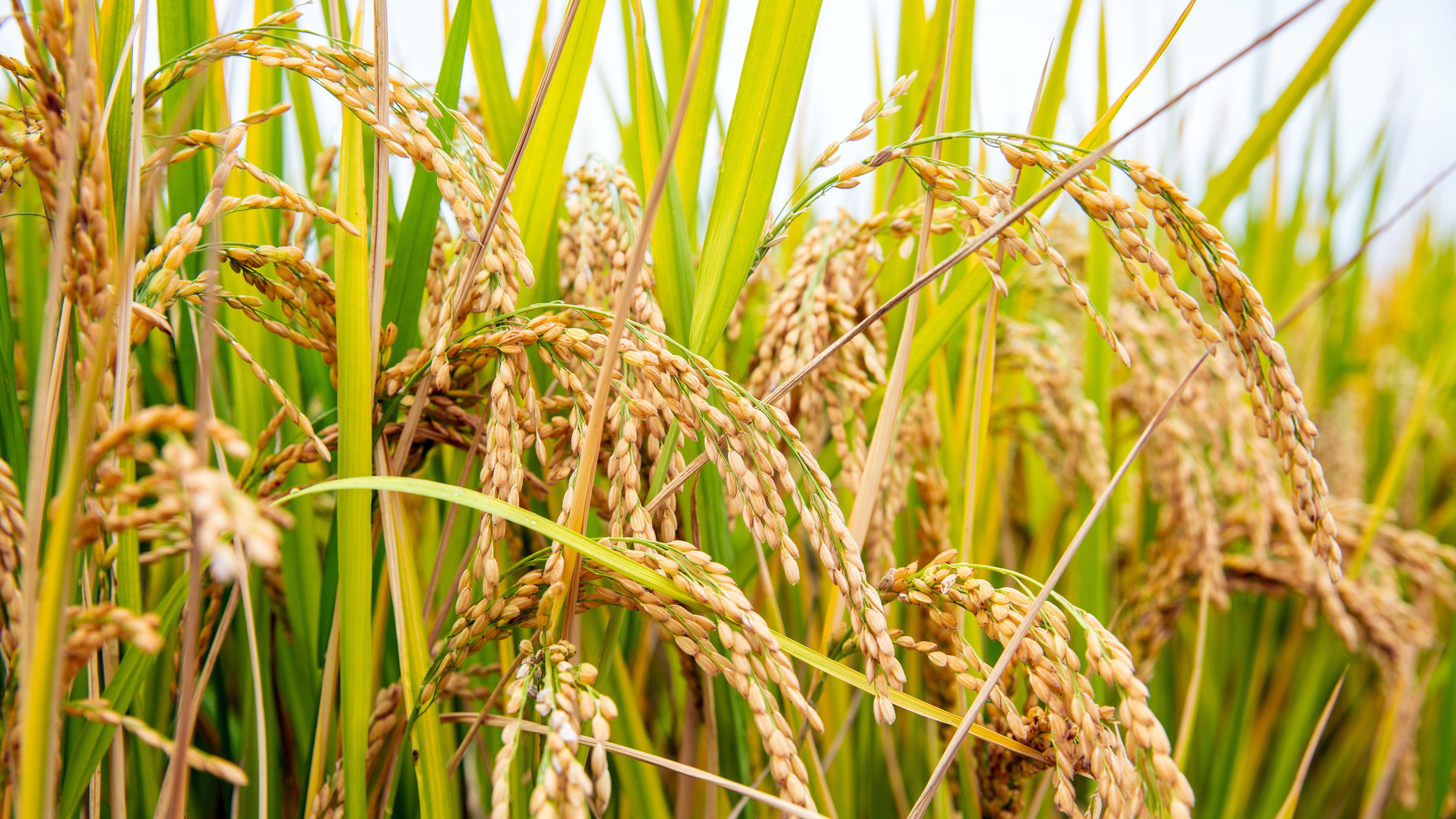 Rice Food Plants Nature 5120x2880