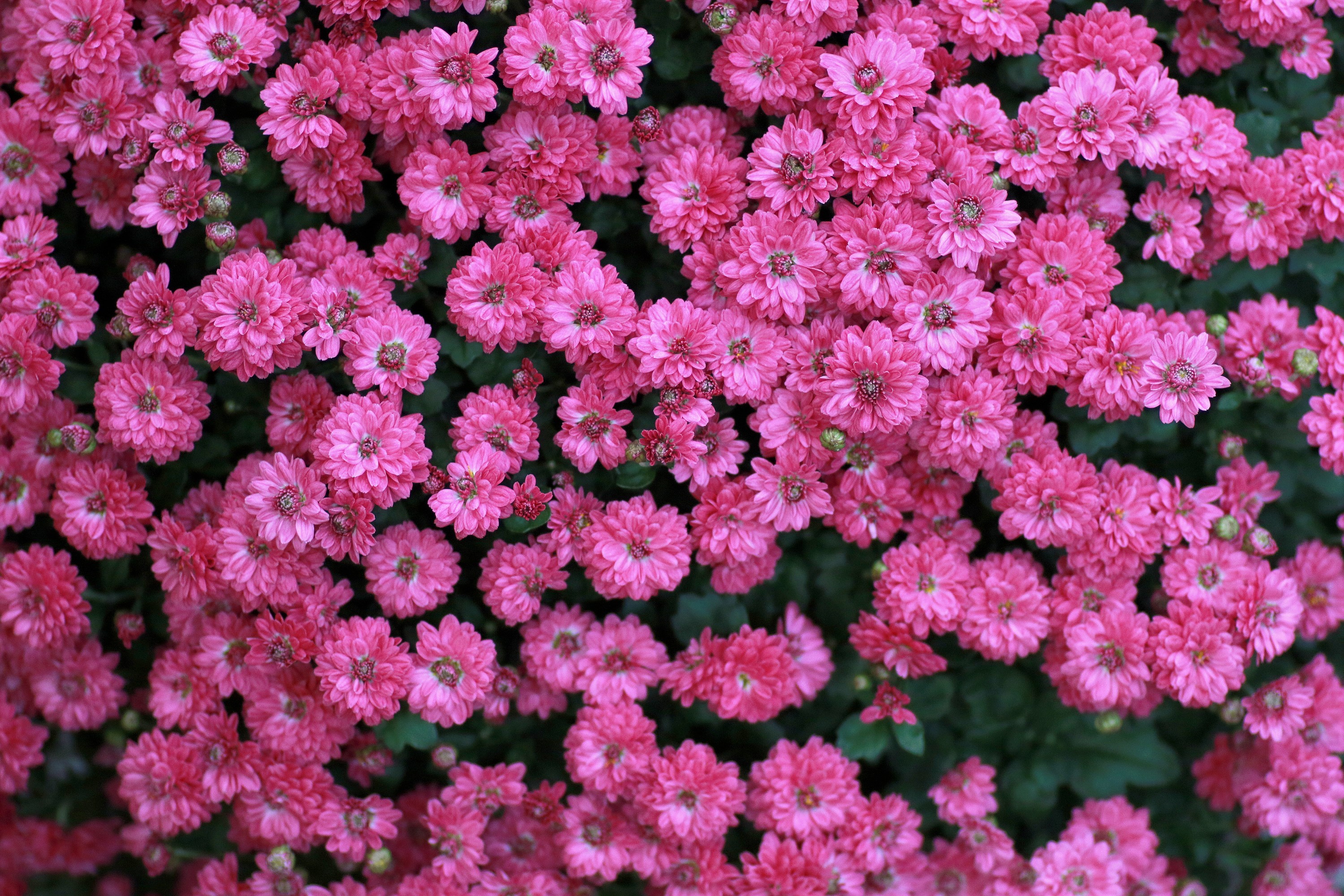 Flower Pink Flower 3000x2000