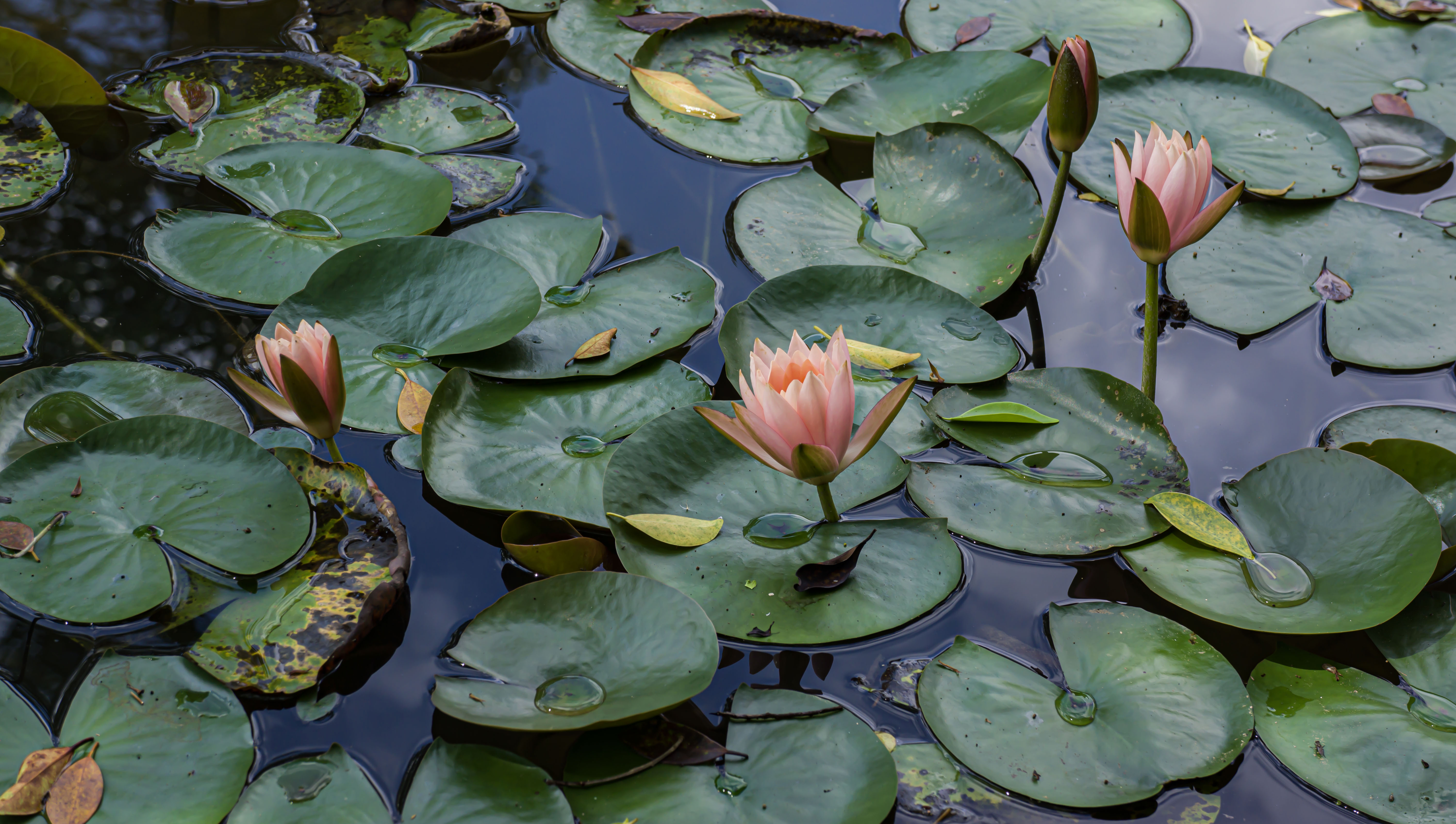 Landscape Water Lotus Flowers 6000x3396