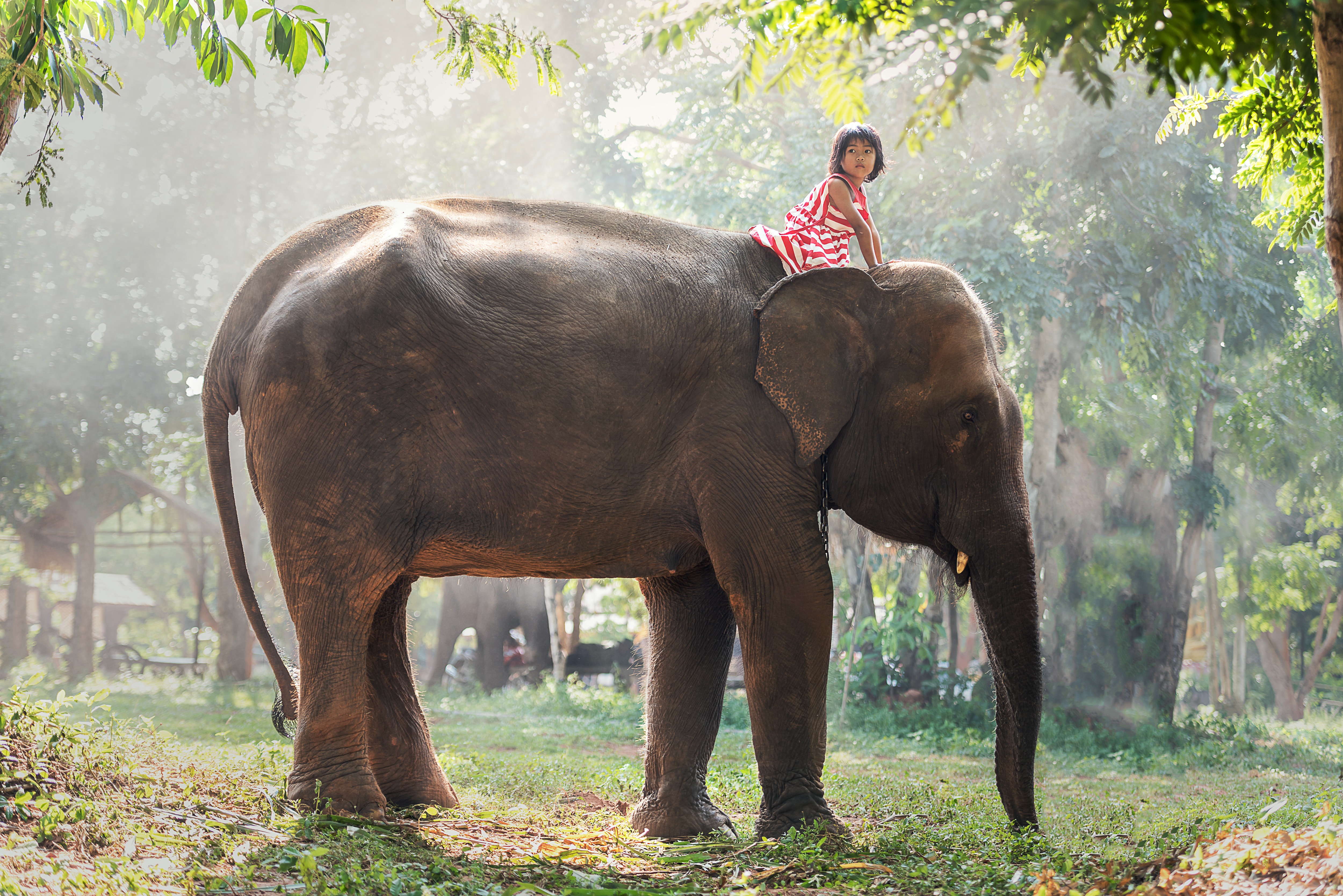 Asian Child Elephant Girl Little Girl 5000x3337