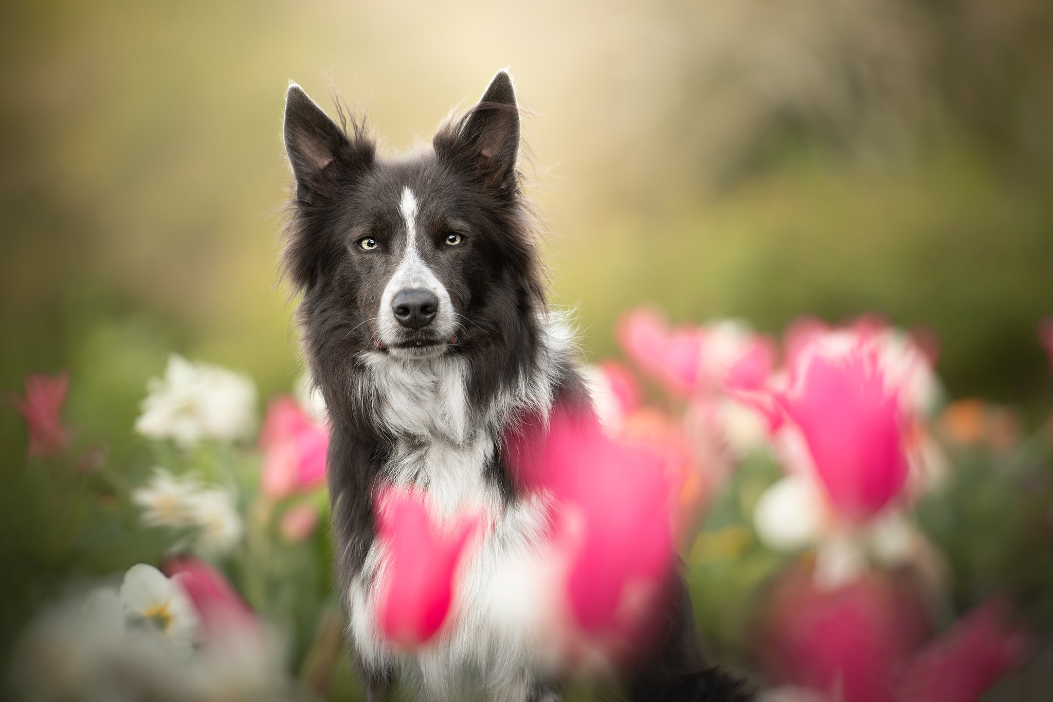Dog Flower Pet 2048x1365