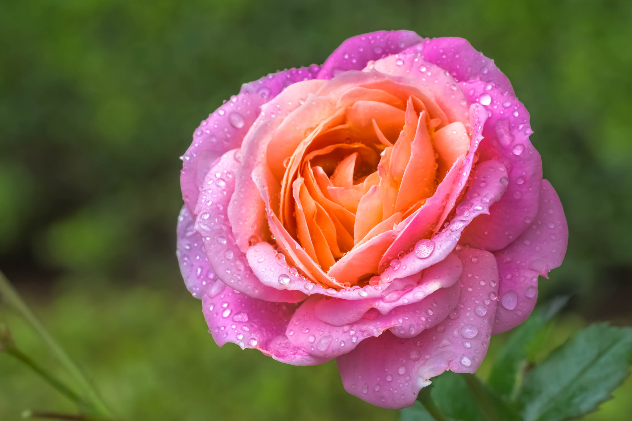 Macro Petal Dew Water Drop Flower Pink Rose 2048x1365