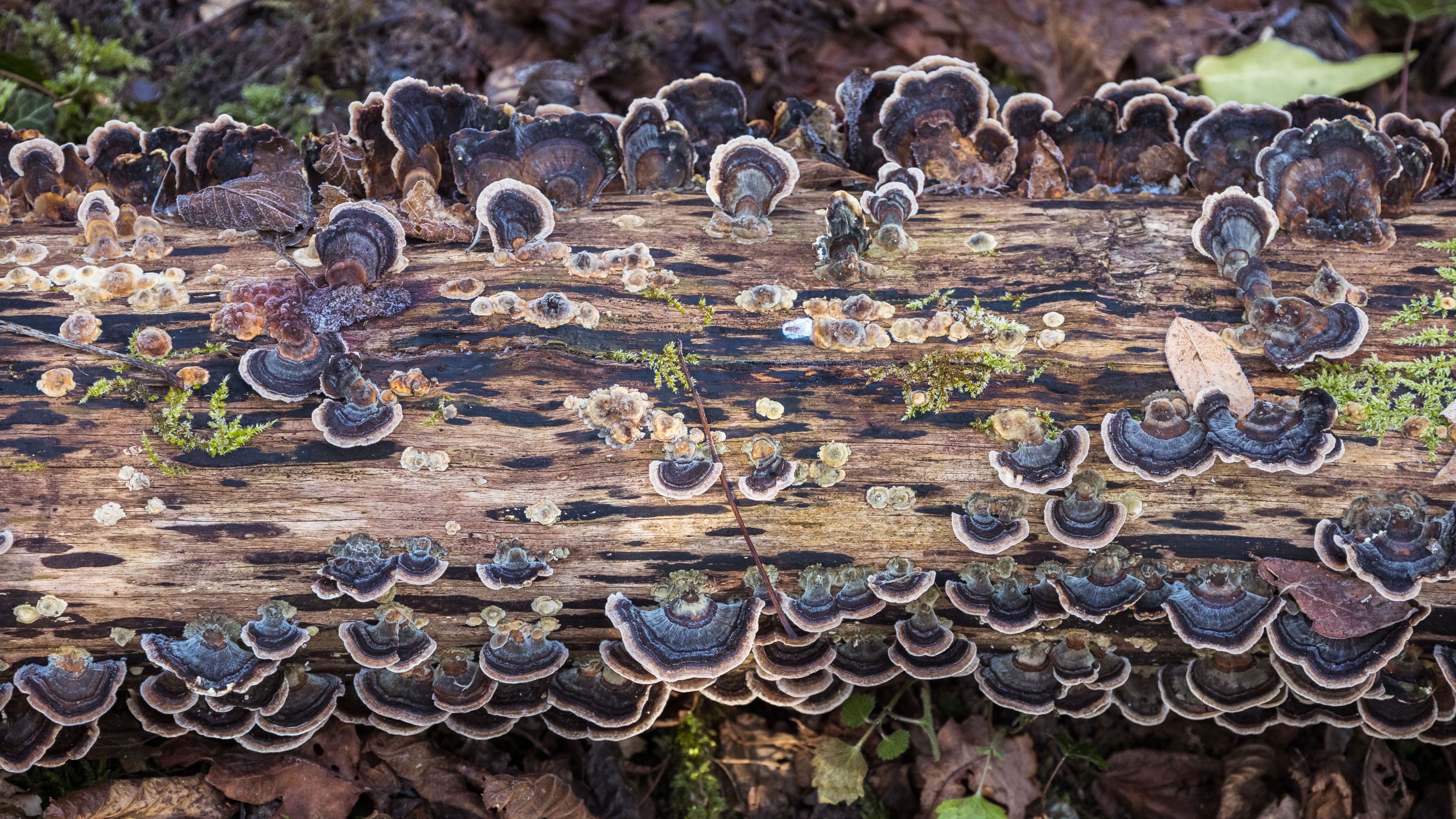 Nature Mushroom Forest Lichen 3840x2160