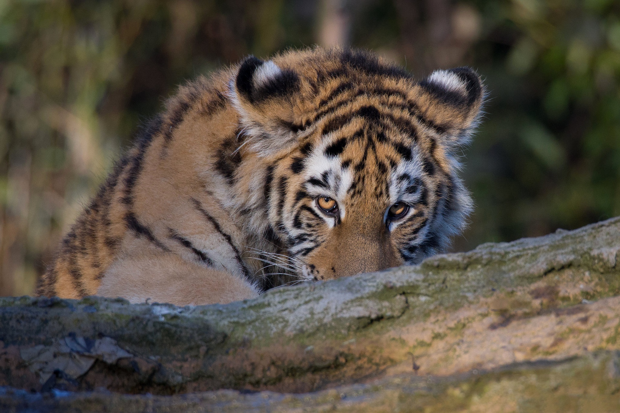 Big Cat Tiger Wildlife Predator Animal 2047x1365