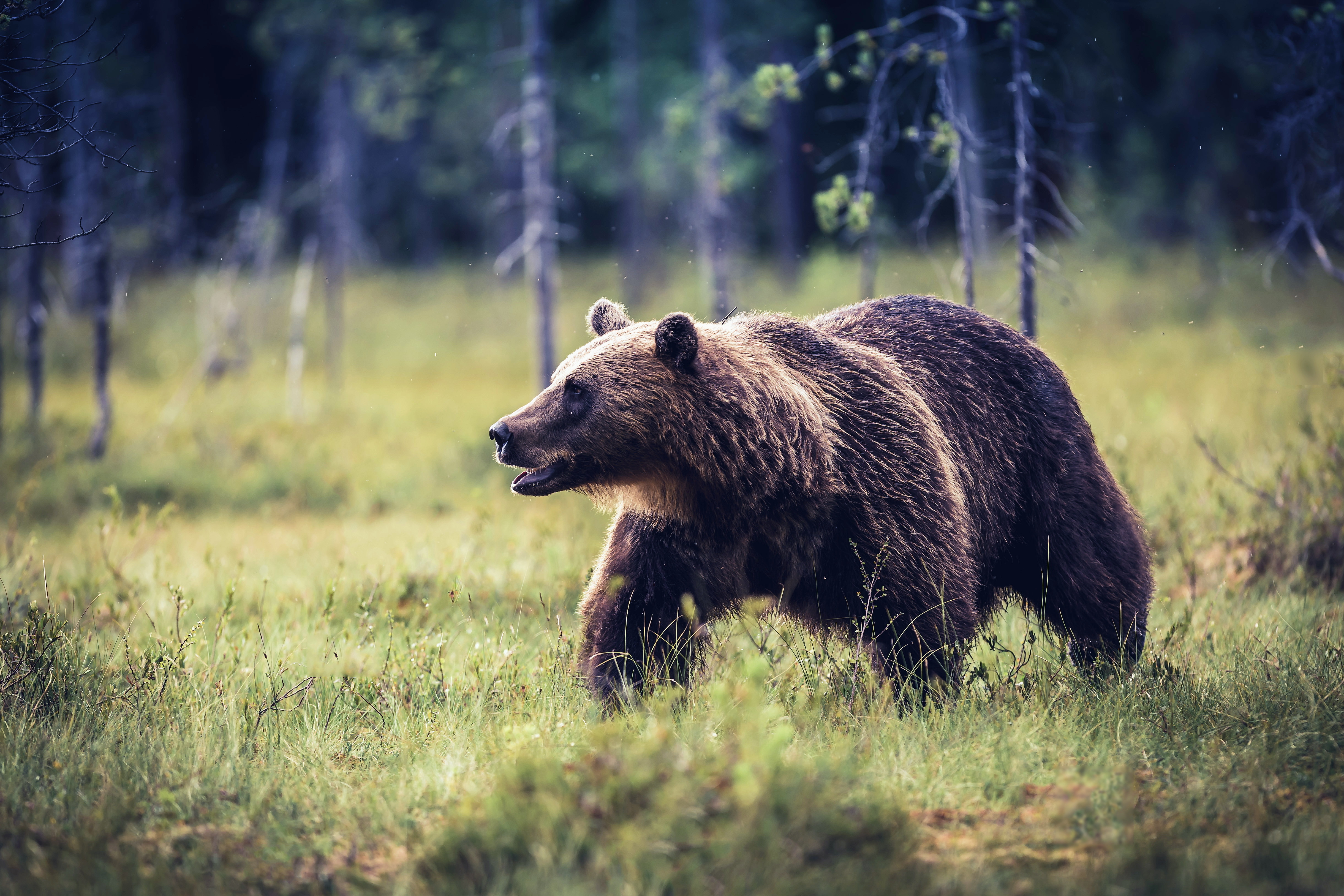 Predator Animal Grizzly Wildlife 4882x3255