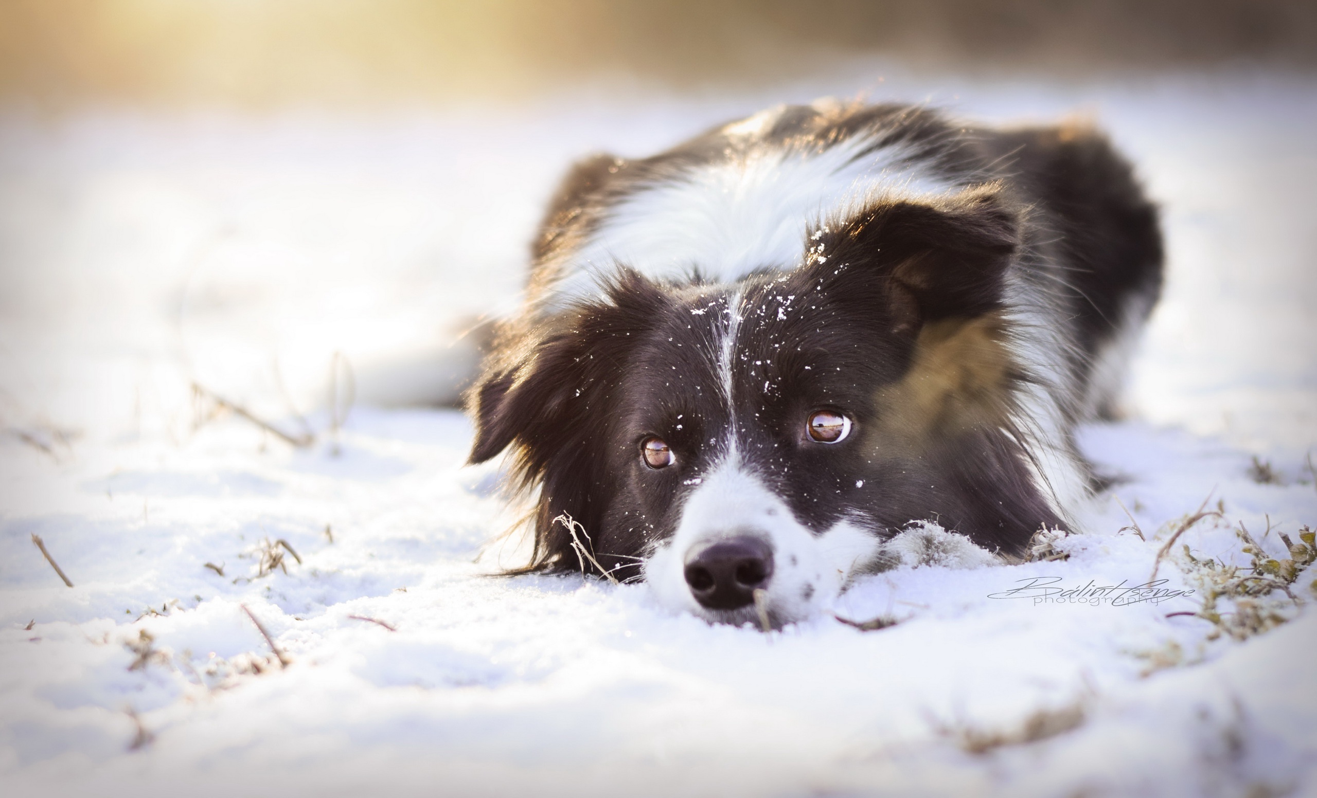 Dog Pet Winter Snow 2560x1552