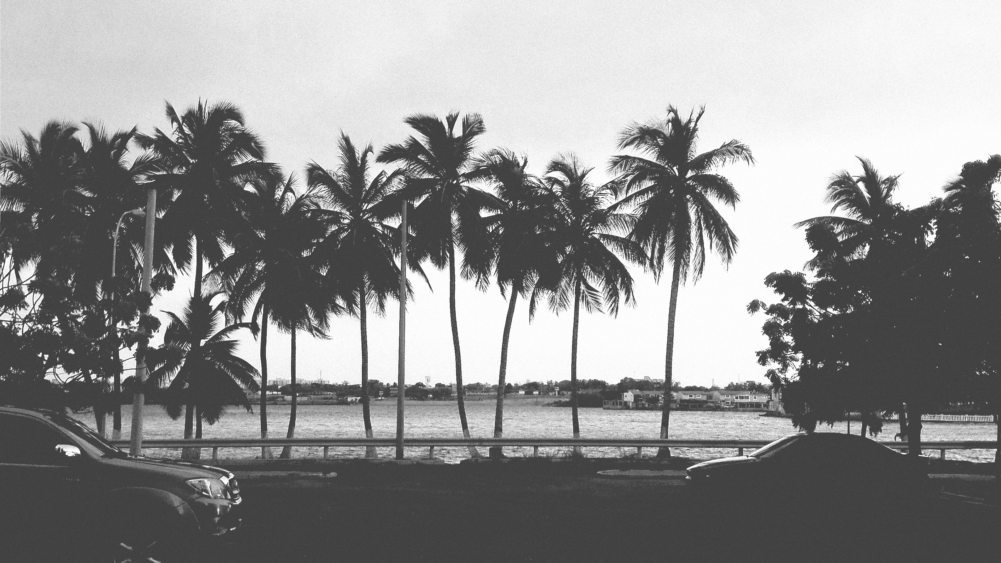 Palm Trees Vehicle Isla Dorada 3264x1836