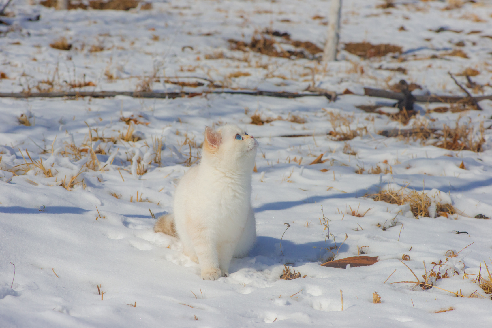 Cats Snow Winter Animals Pet Photography Feline Mammals 1706x1138