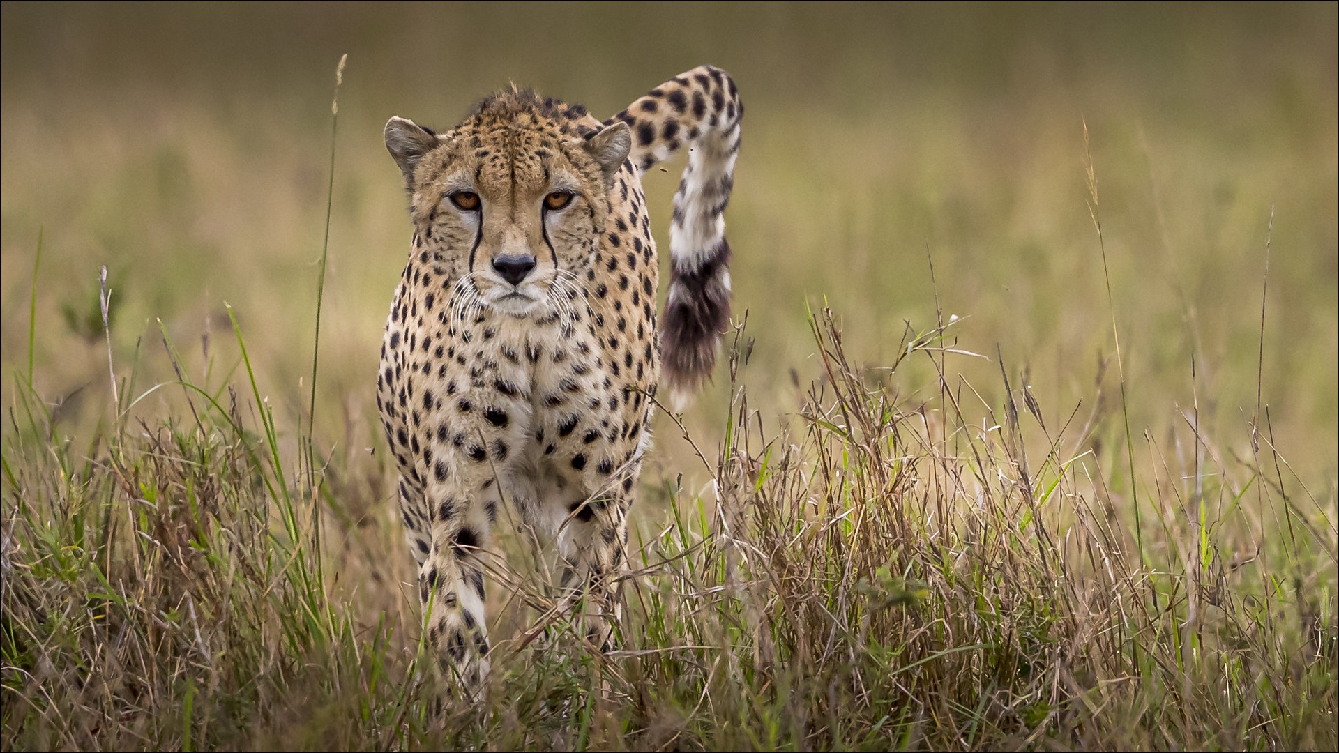 Big Cat Cheetah Wildlife Predator Animal 1920x1080