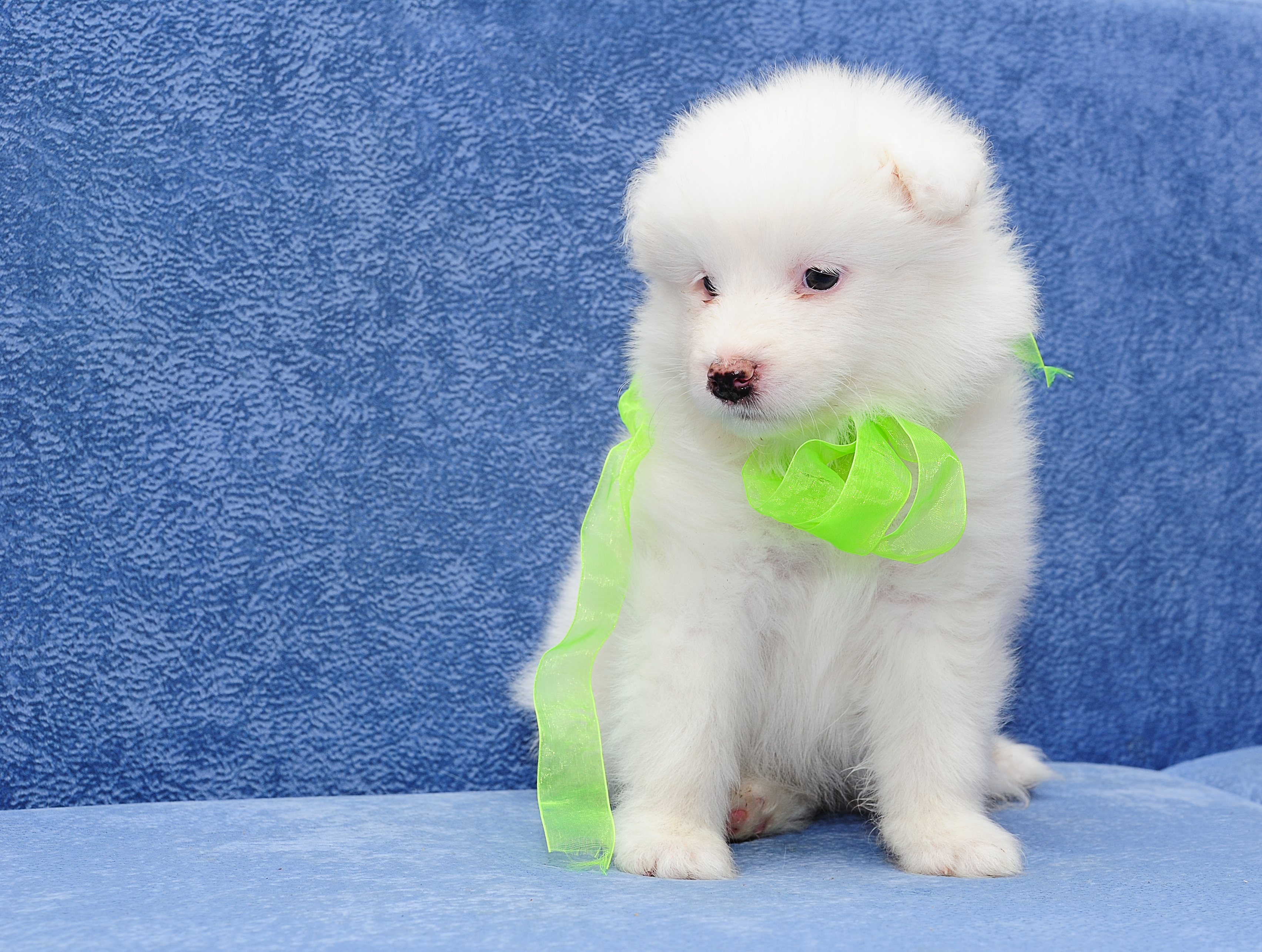 Dog Pet Puppy Samoyed 3409x2573