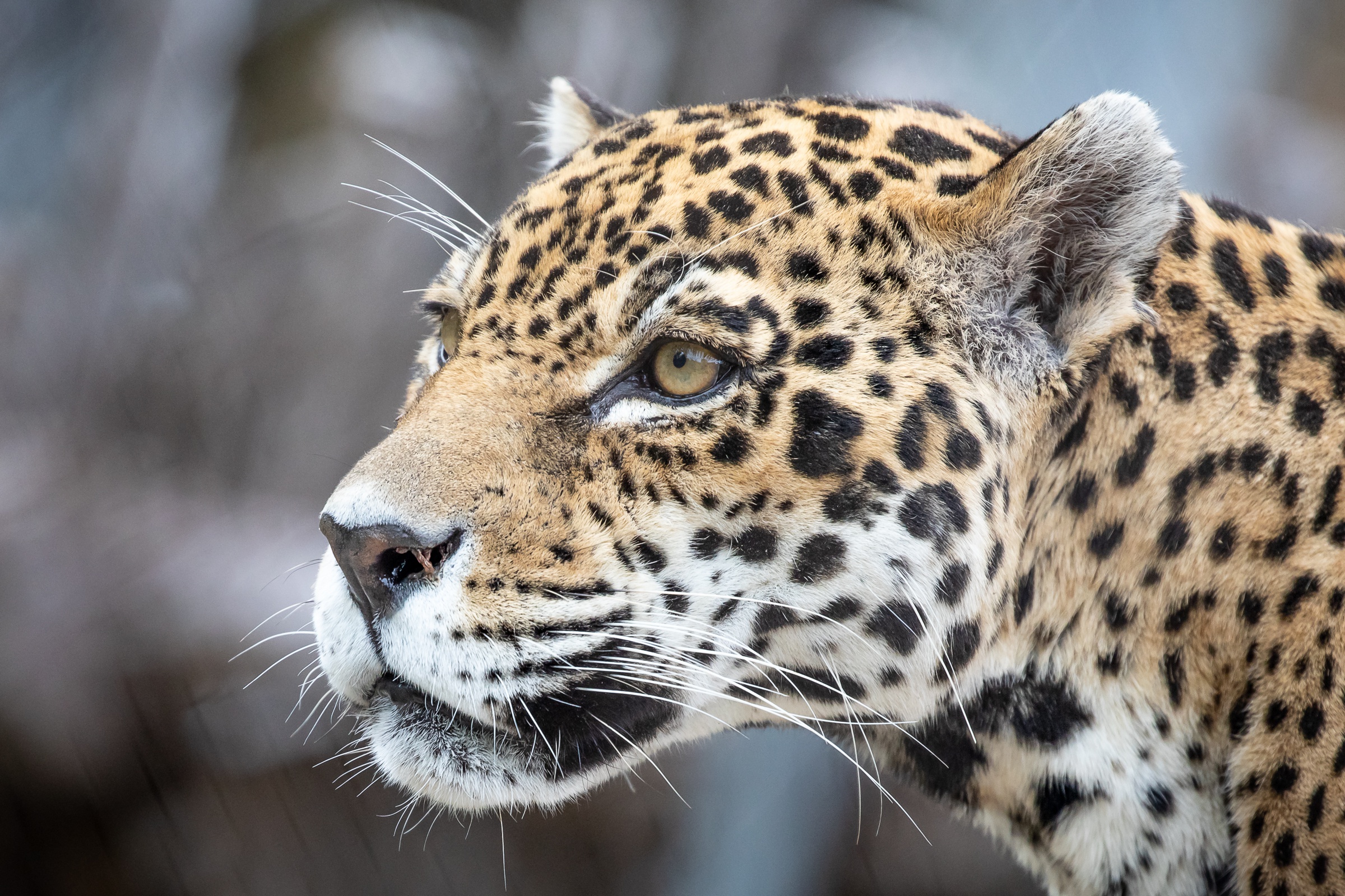 Big Cat Jaguar Wildlife Predator Animal 2400x1600