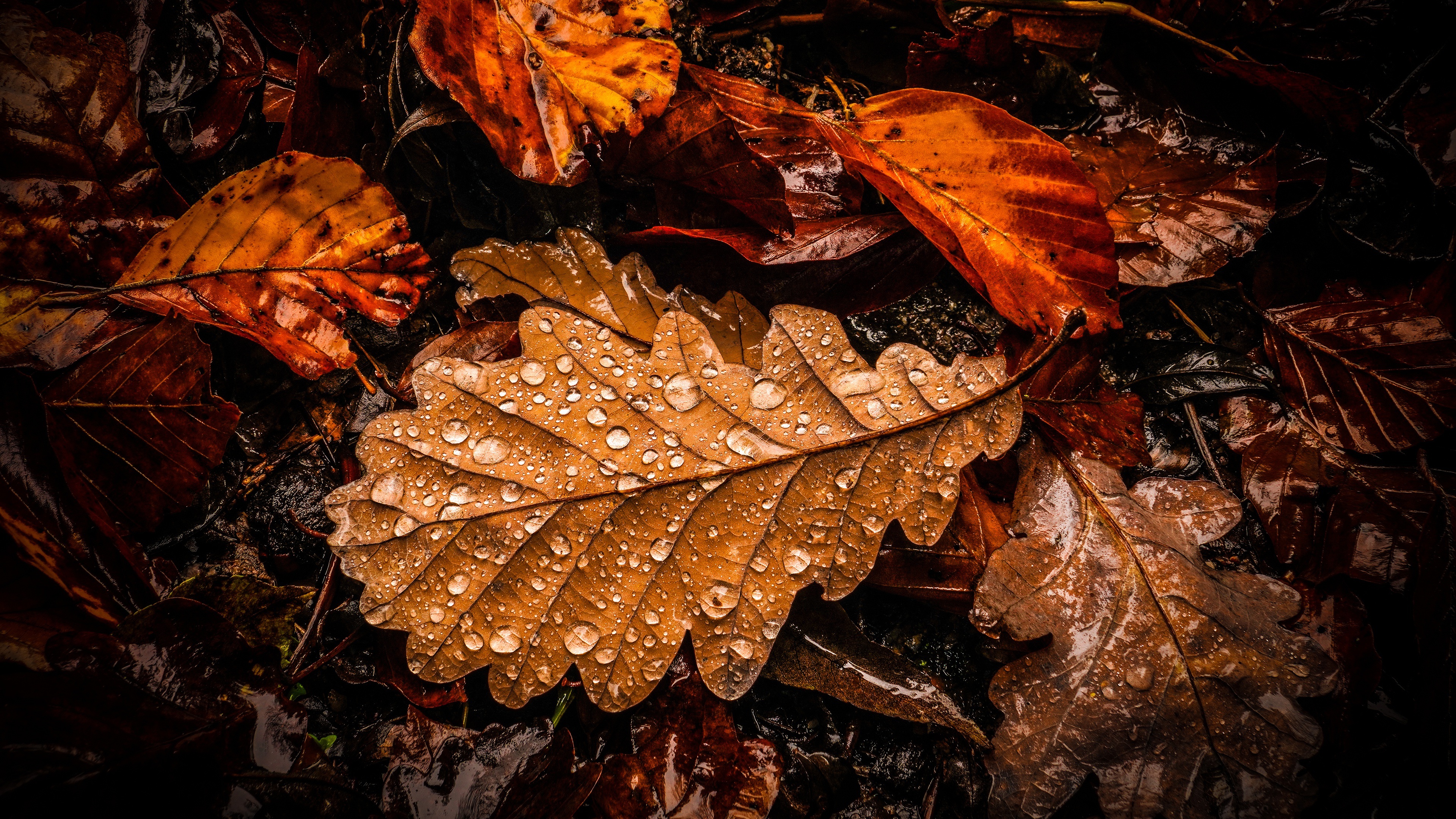 Macro Fallen Leaves Nature Water Drops 3840x2160