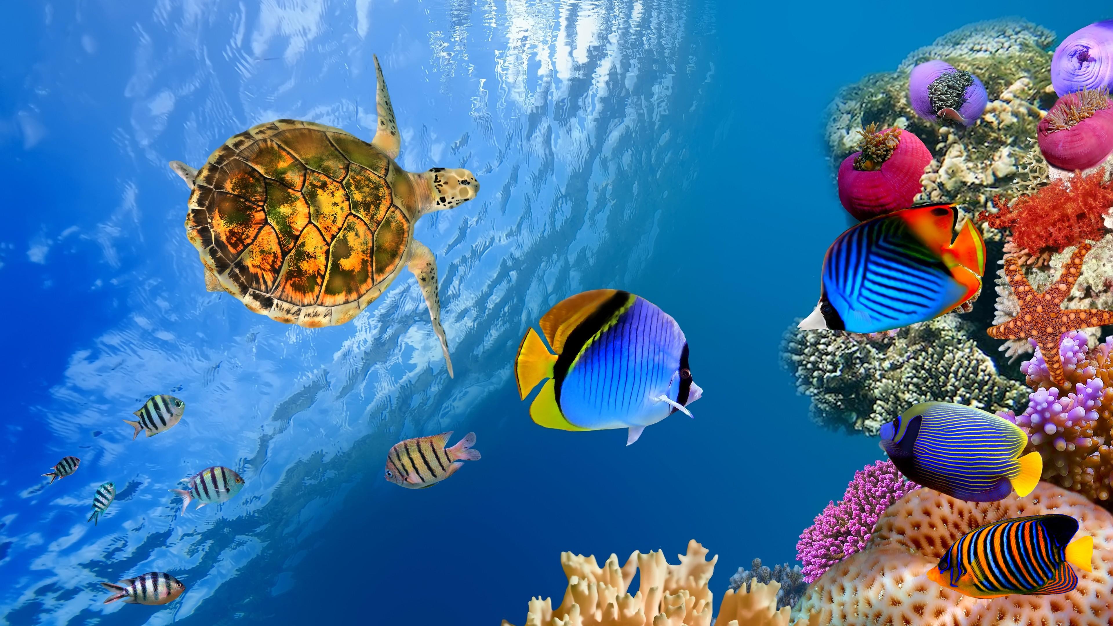 Ocean Sea Underwater Fish Turtle 3840x2160