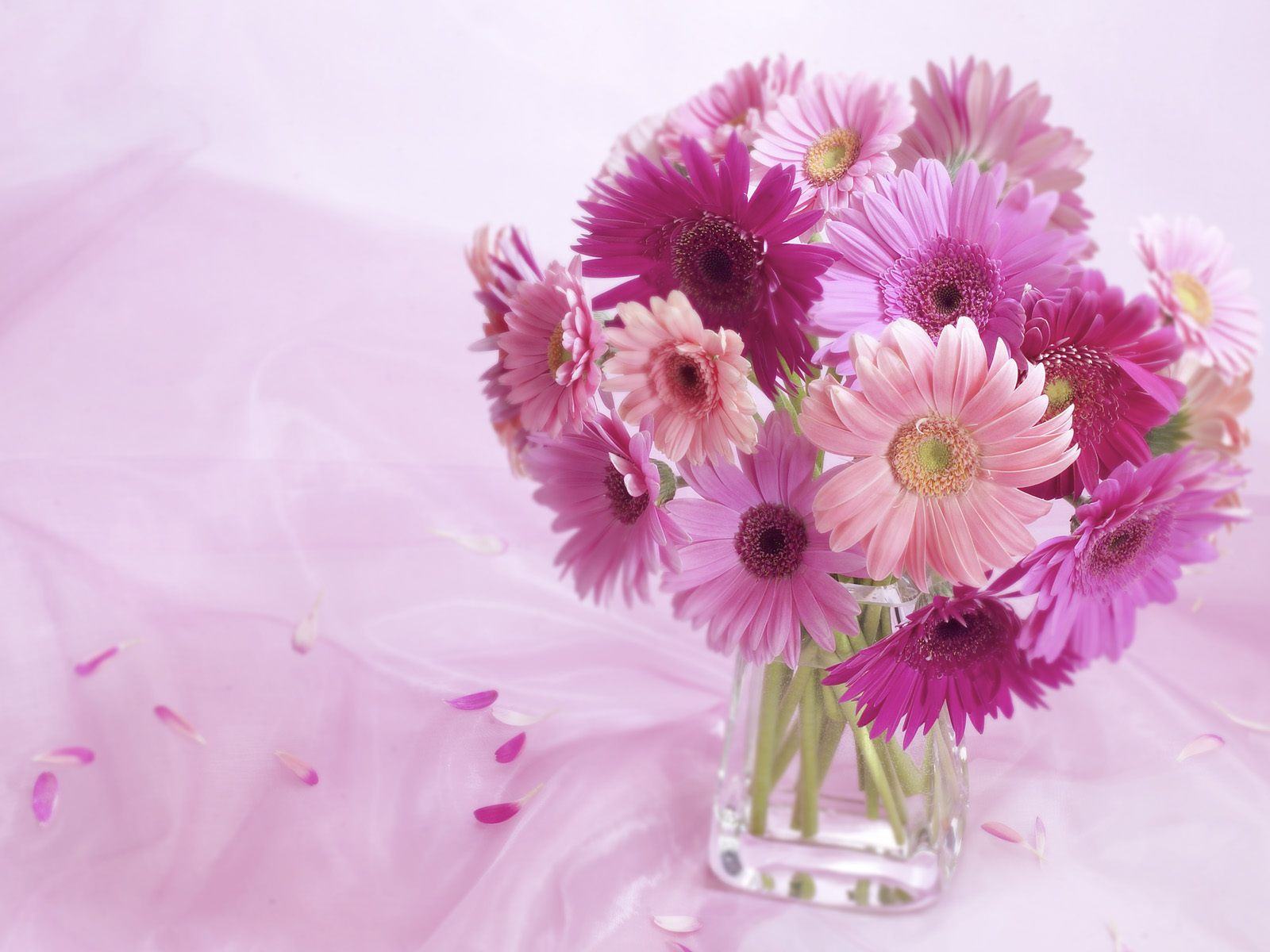 Gerbera Vase Glass Pink Flower Purple Flower 1600x1200