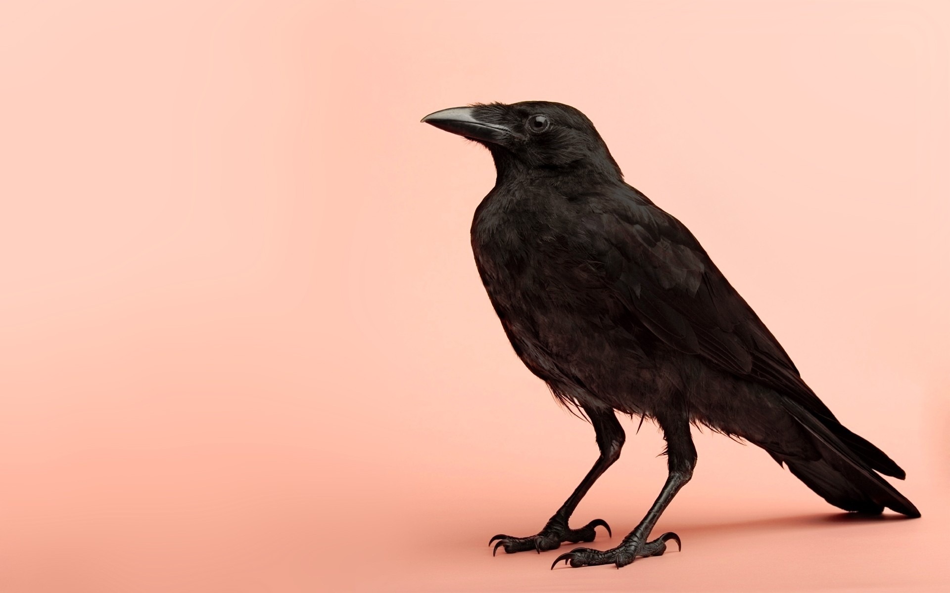 Animal Raven 1920x1200