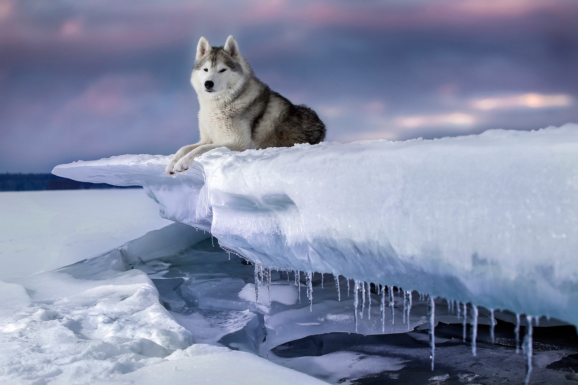 Dog Ice Pet Siberian Husky 1920x1280