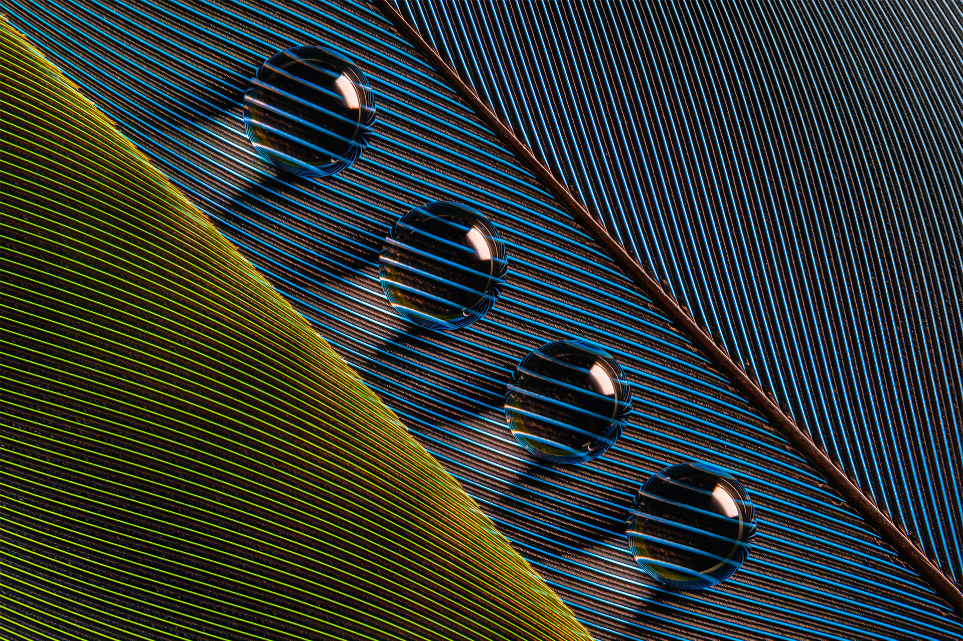 Photography Lines Bruno Militelli Water Drops Leaves Shadow Macro Closeup 1920x1279