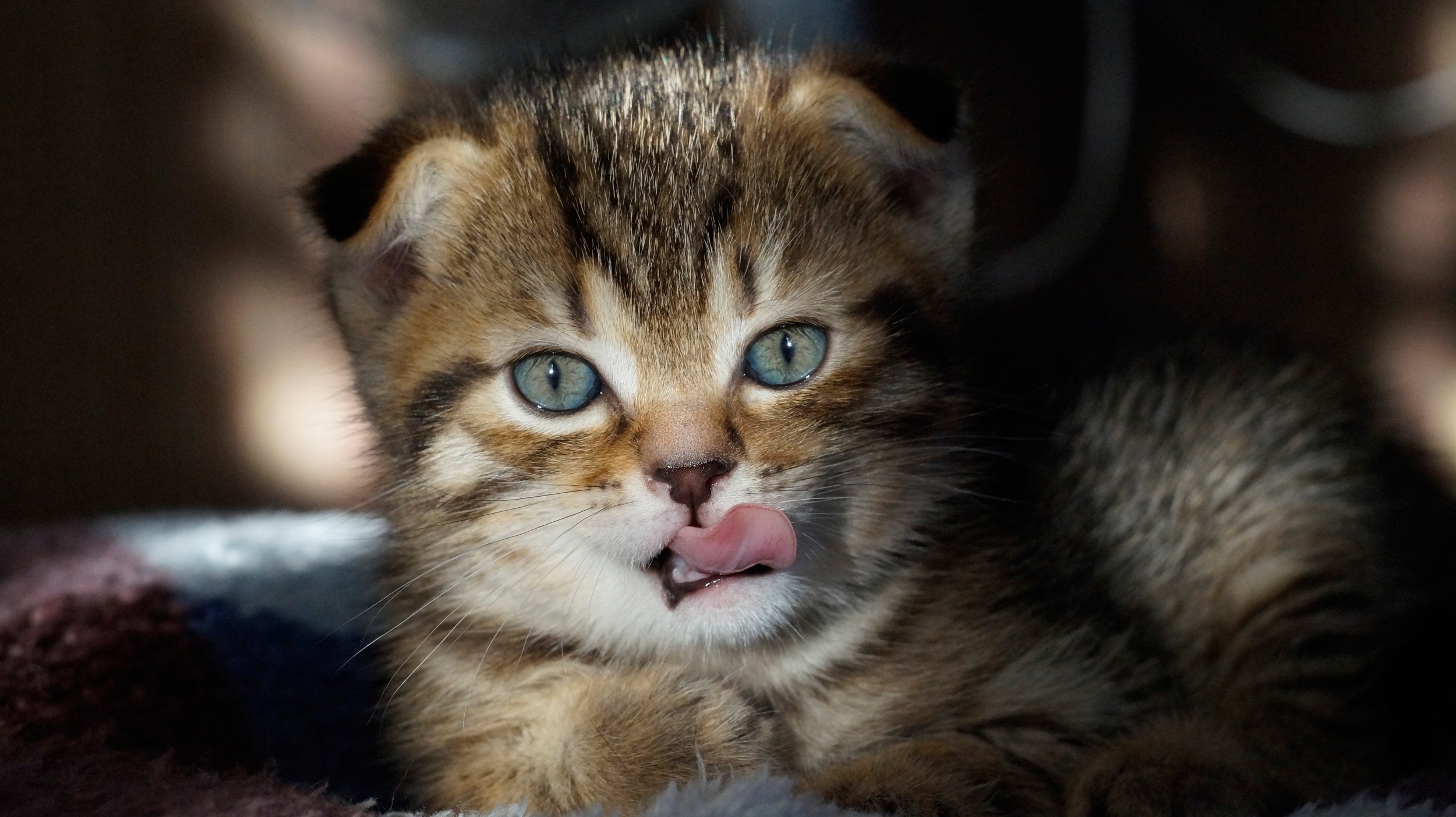 Animals Cats Mammals Tongues Tongue Out Feline Kittens 2500x1403
