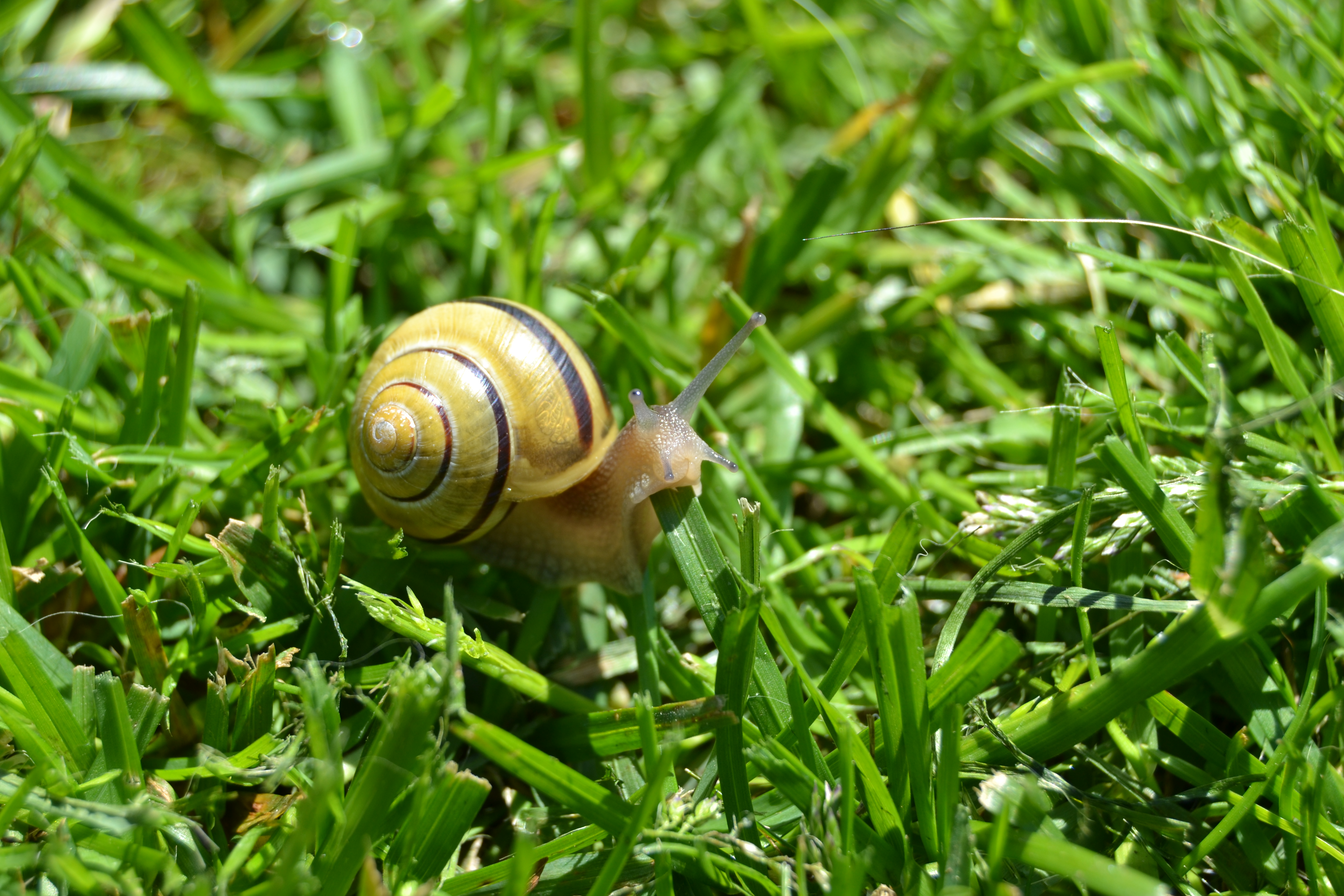 Snail Nature Animals Grass 4608x3072