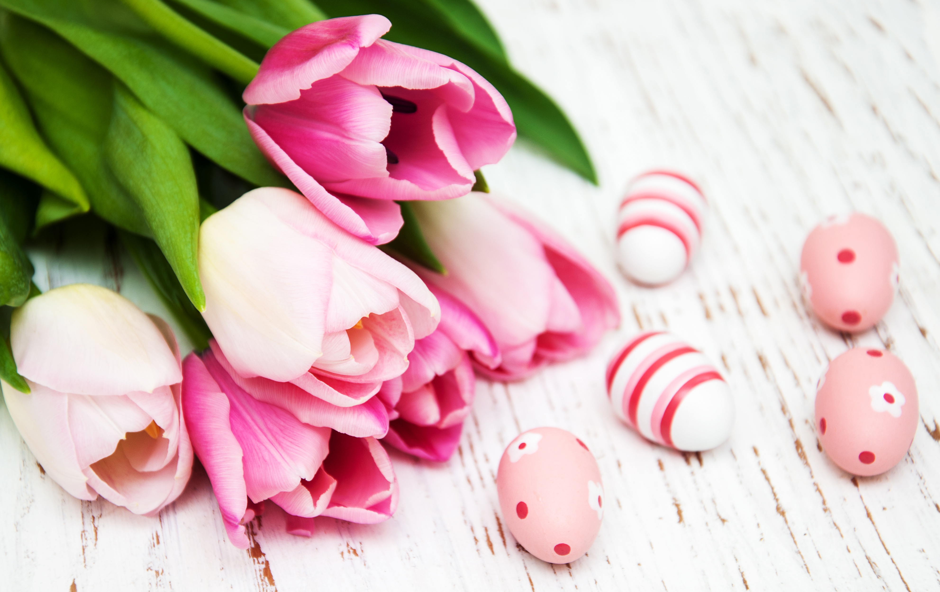 Easter Egg Flower Pink Flower Tulip 3967x2499