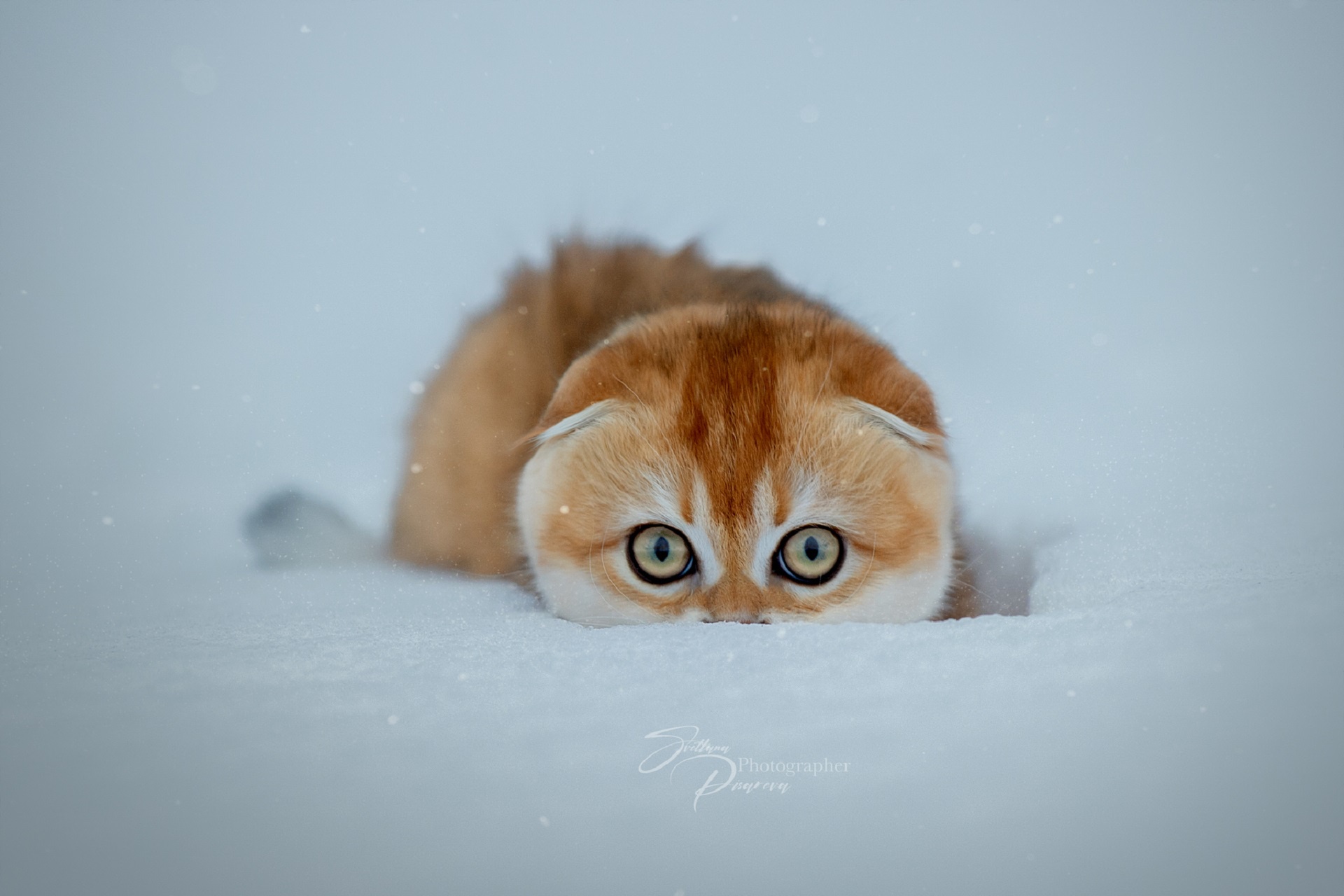 Pet Stare Winter Snow 1920x1280