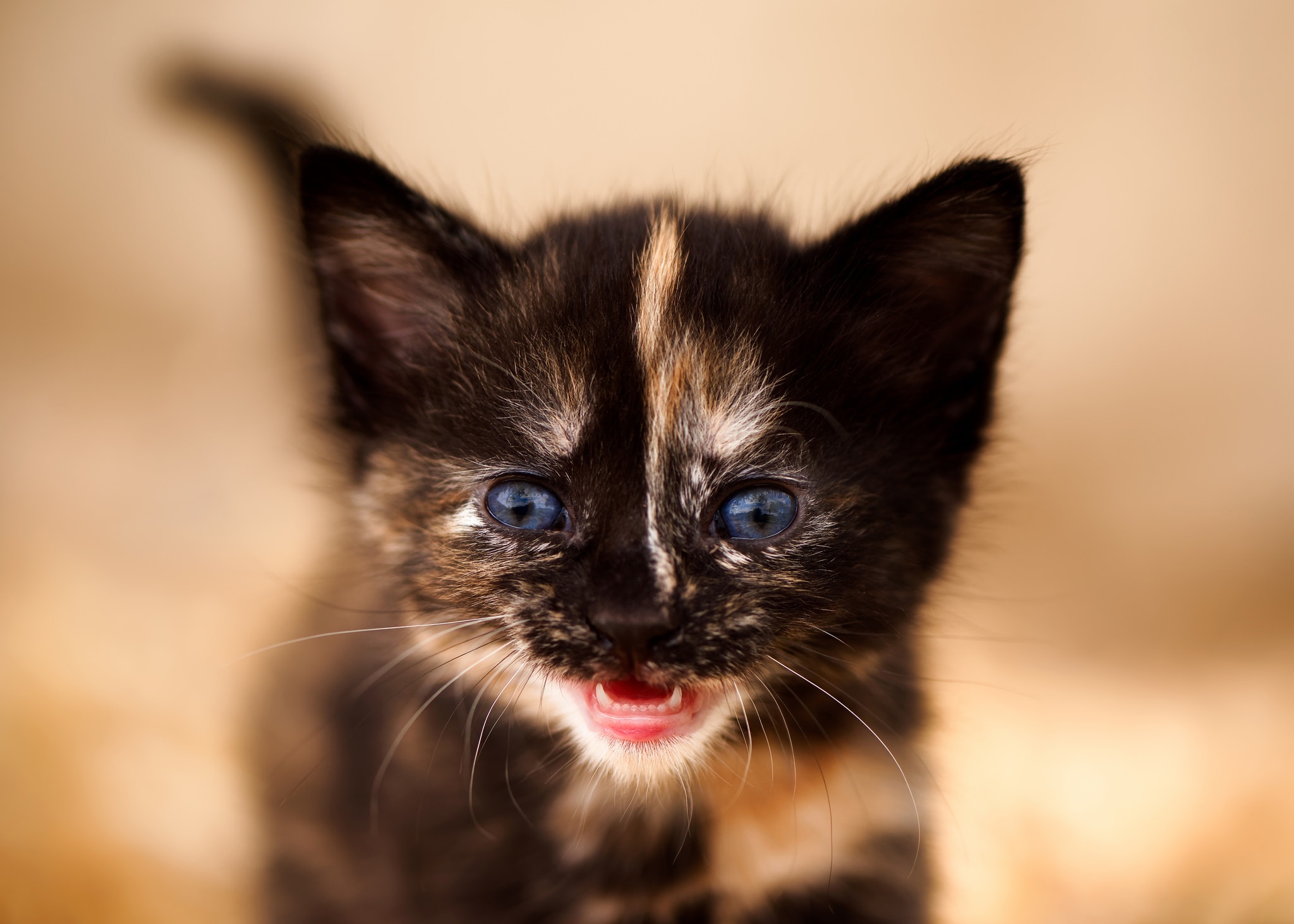 Baby Animal Kitten 2048x1463