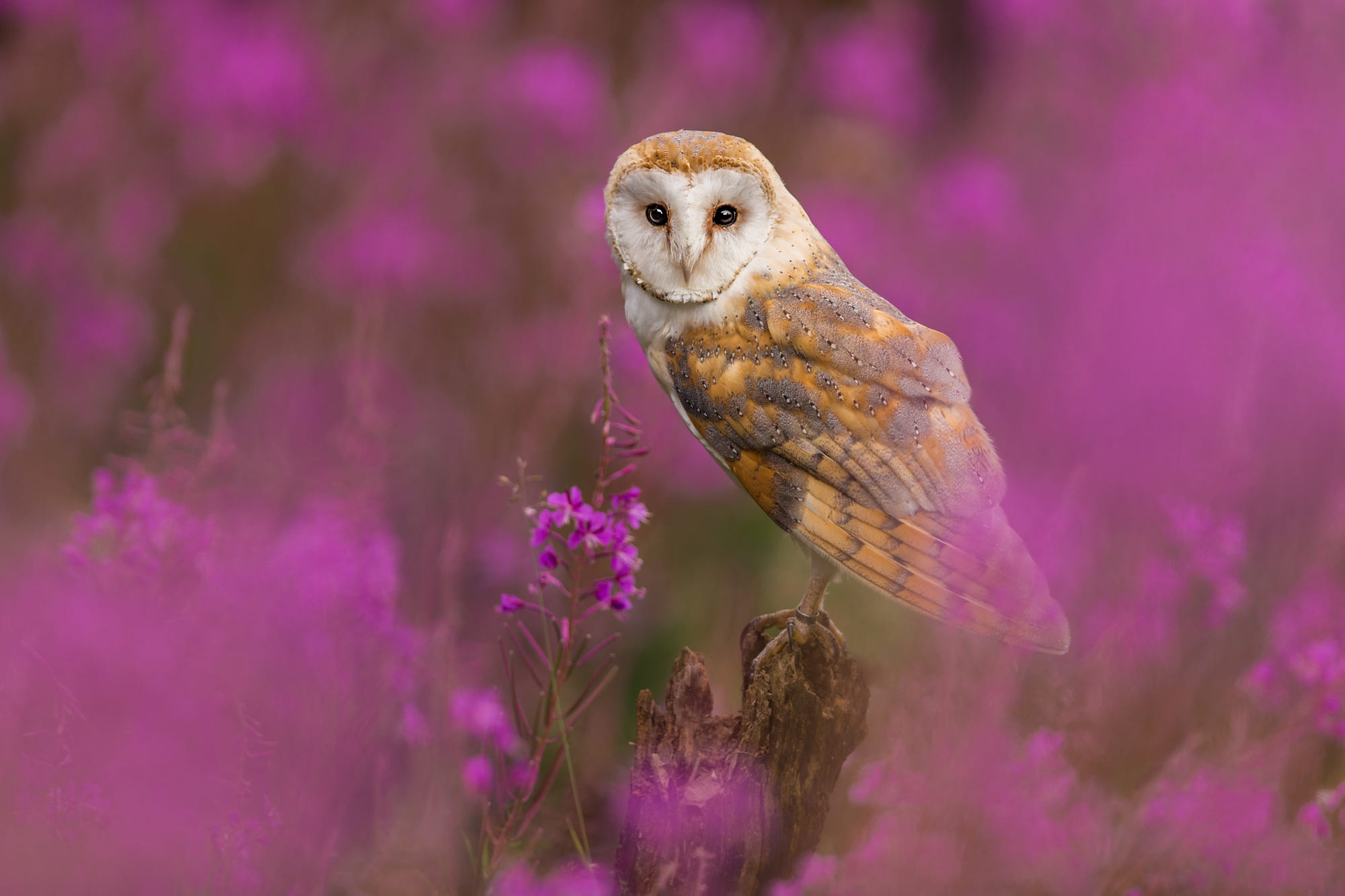 Owl Bird Wildlife Purple Flower 2000x1333