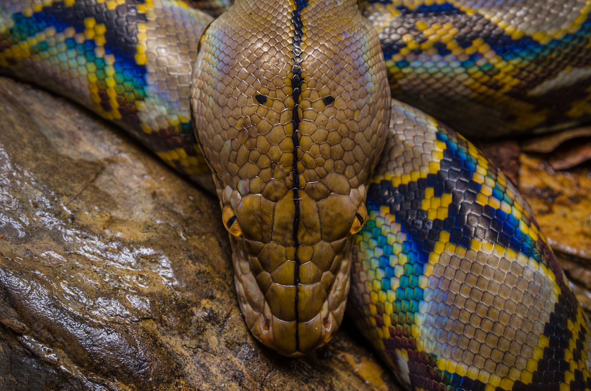 Python Snake 2047x1356