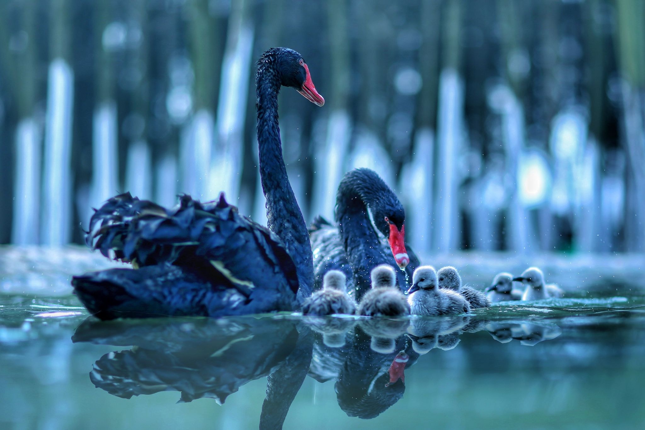 Baby Animal Bird Reflection Swan Water 2048x1366