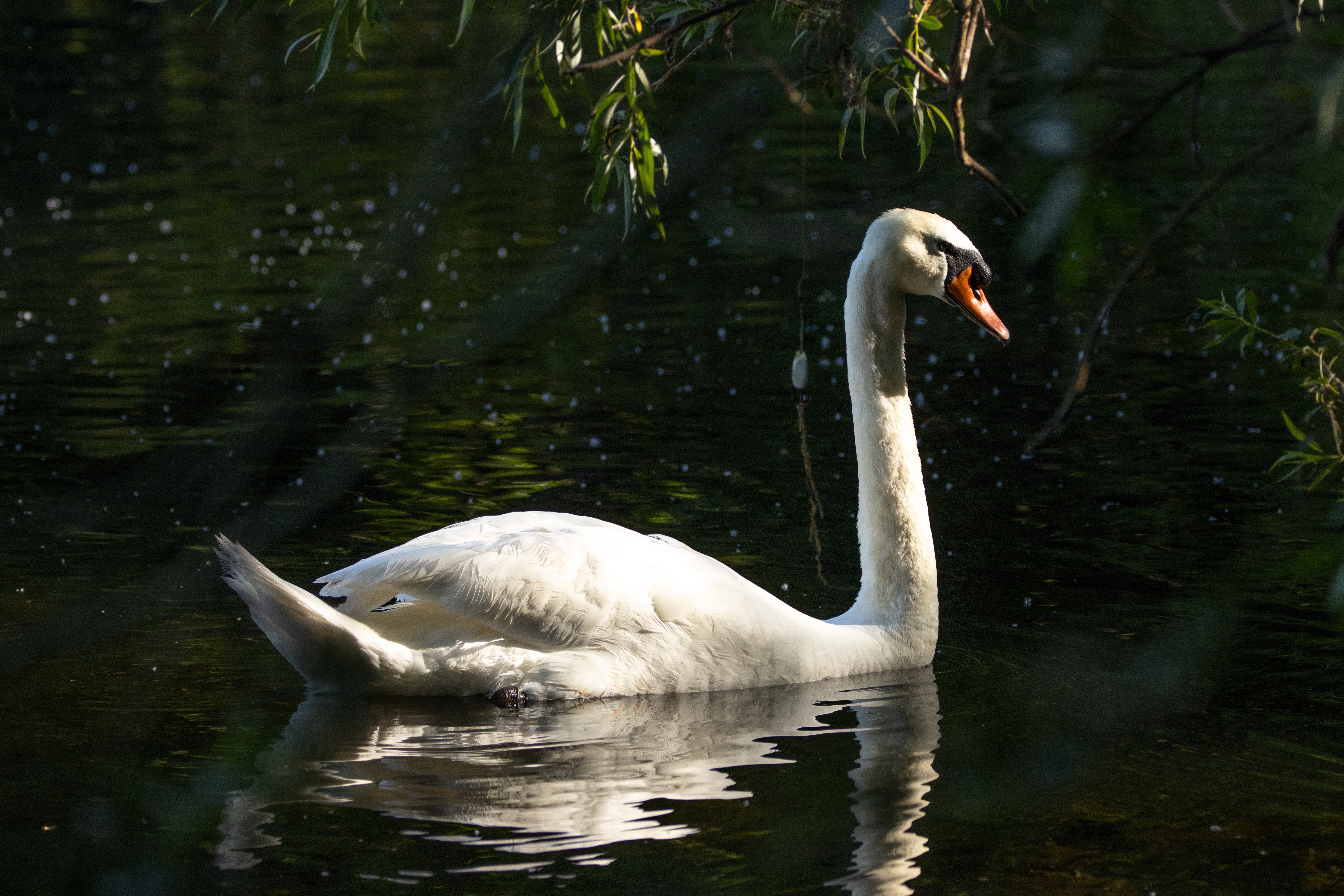 Bird Swan Pond 6960x4640
