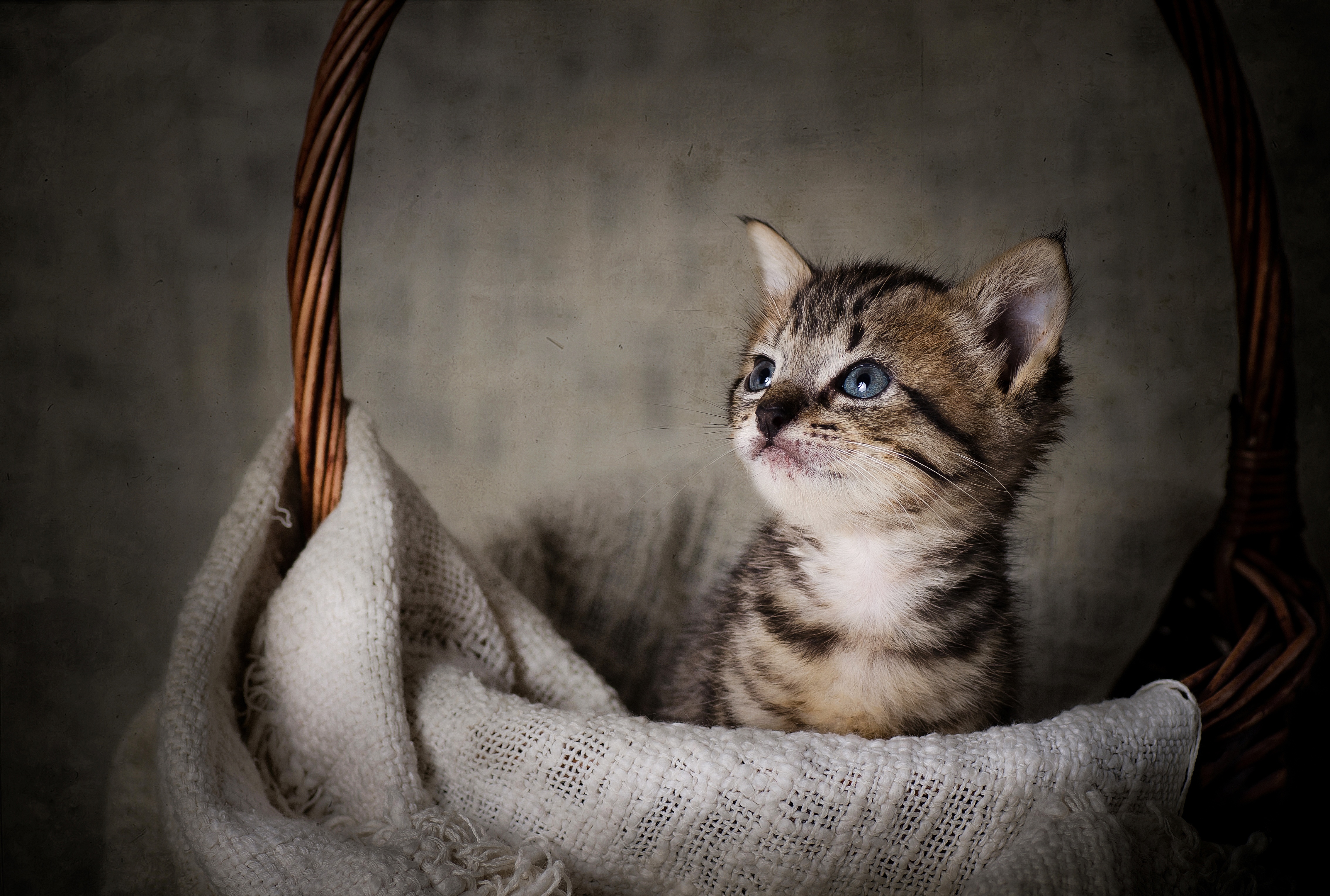 Baby Animal Kitten Pet 4536x3056