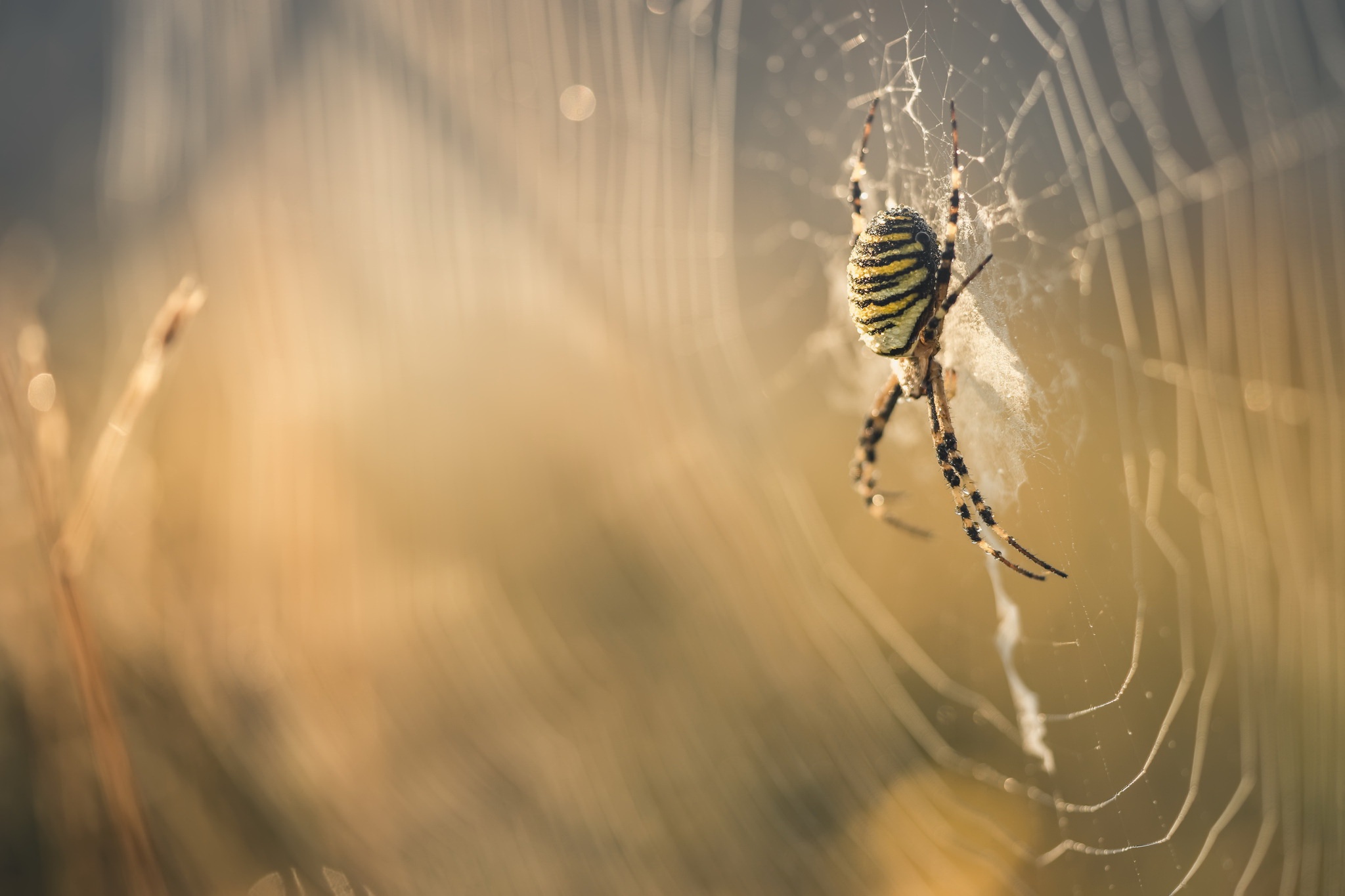 Arachnid Macro Spider Web 2048x1365