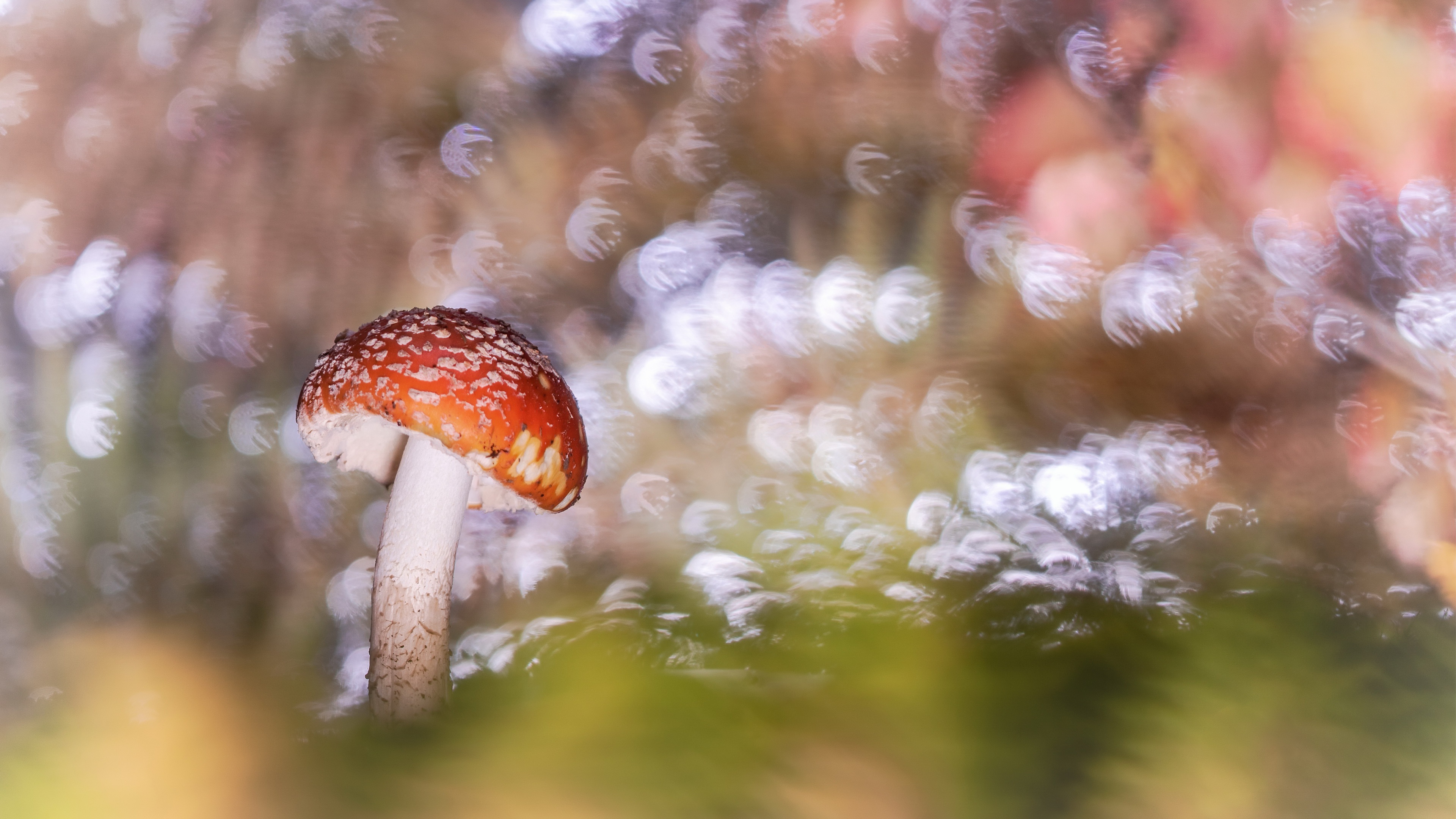 Bokeh Fly Agaric Nature 3840x2160