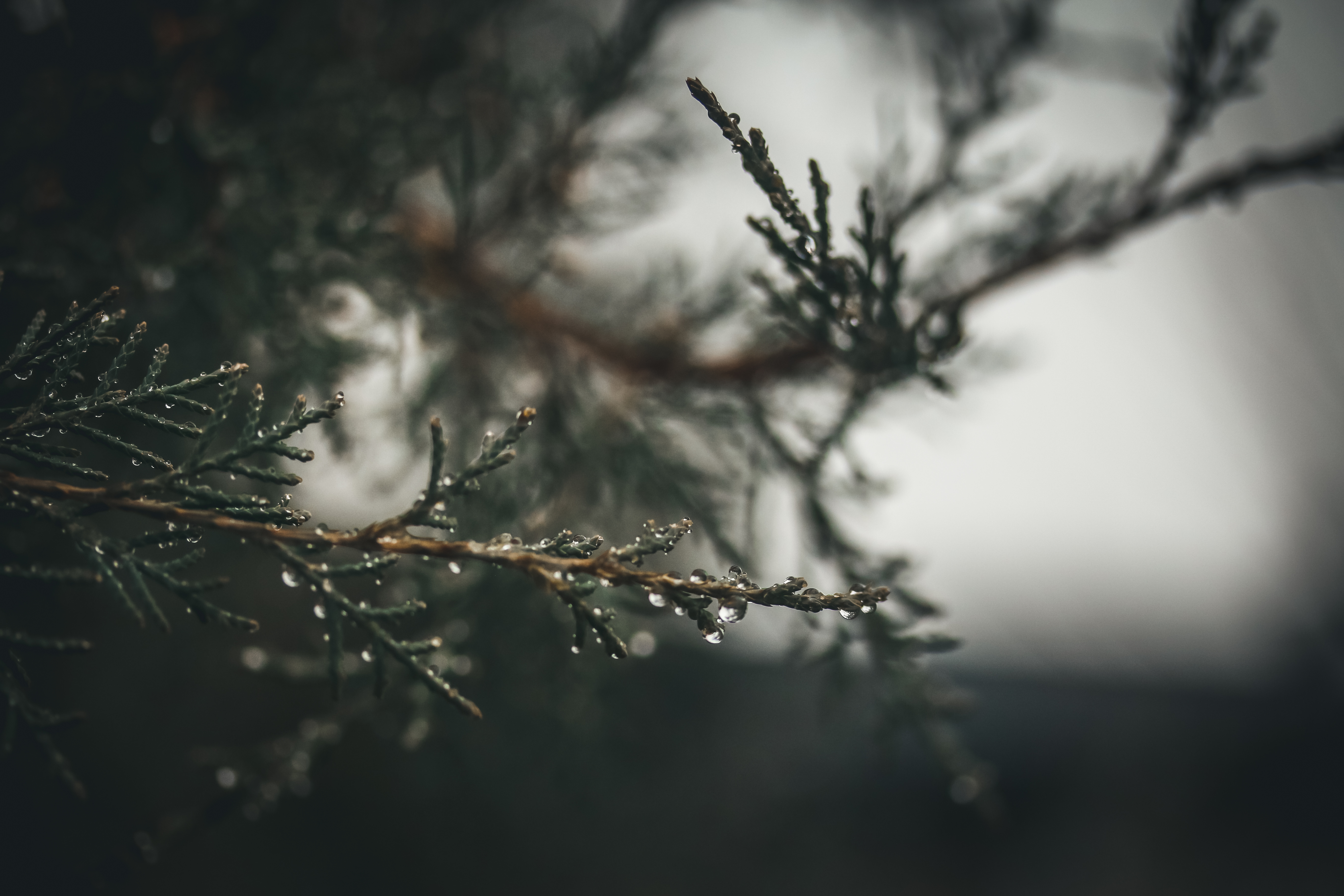 Pine Trees Raindrop Water Drops Nature Depth Of Field Green Muted 5472x3648