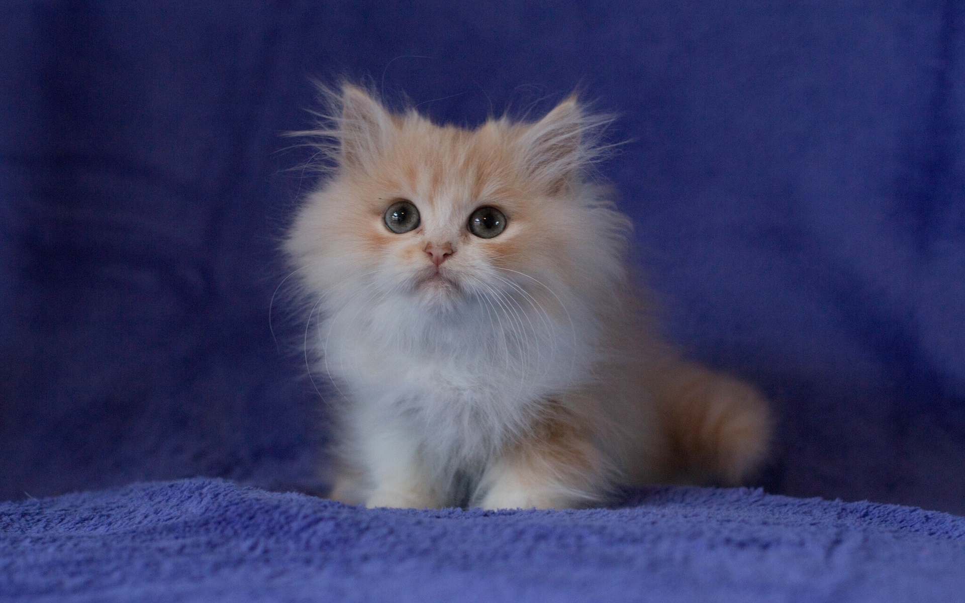 Cat Fluffy Kitten Persian Cat Pet 1920x1200