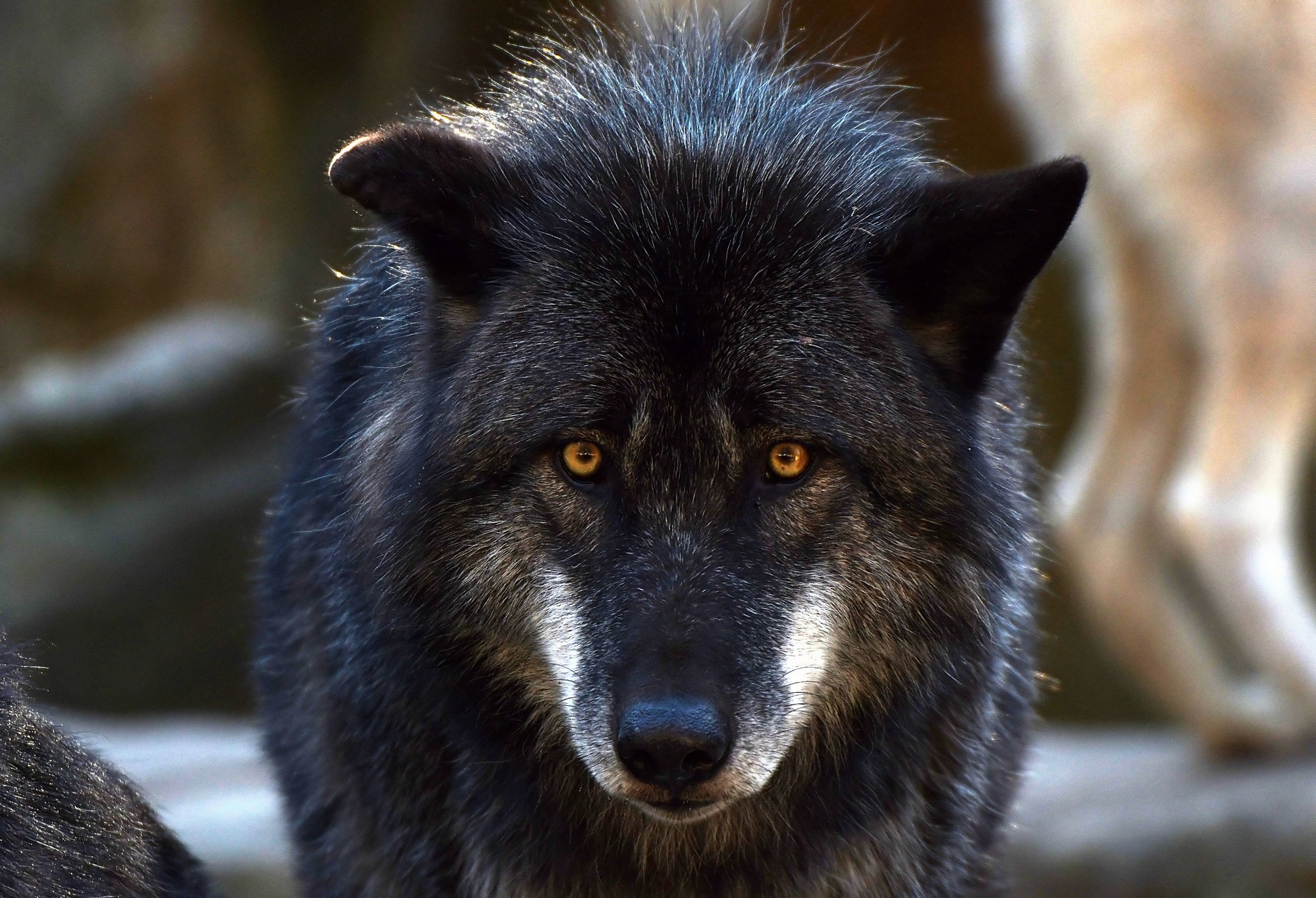 Animal Wolf 2048x1397