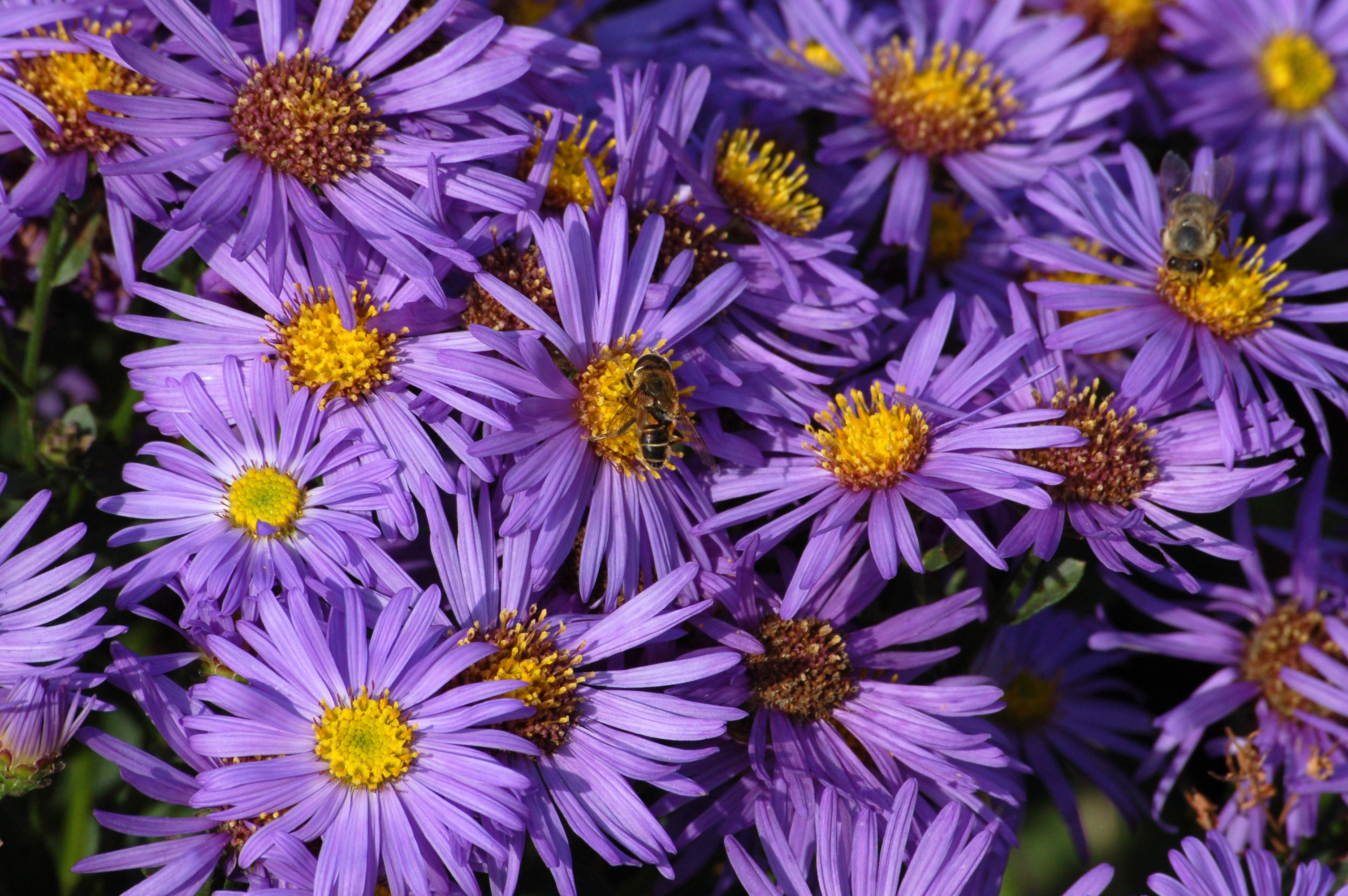 Flower Purple Flower 3008x2000