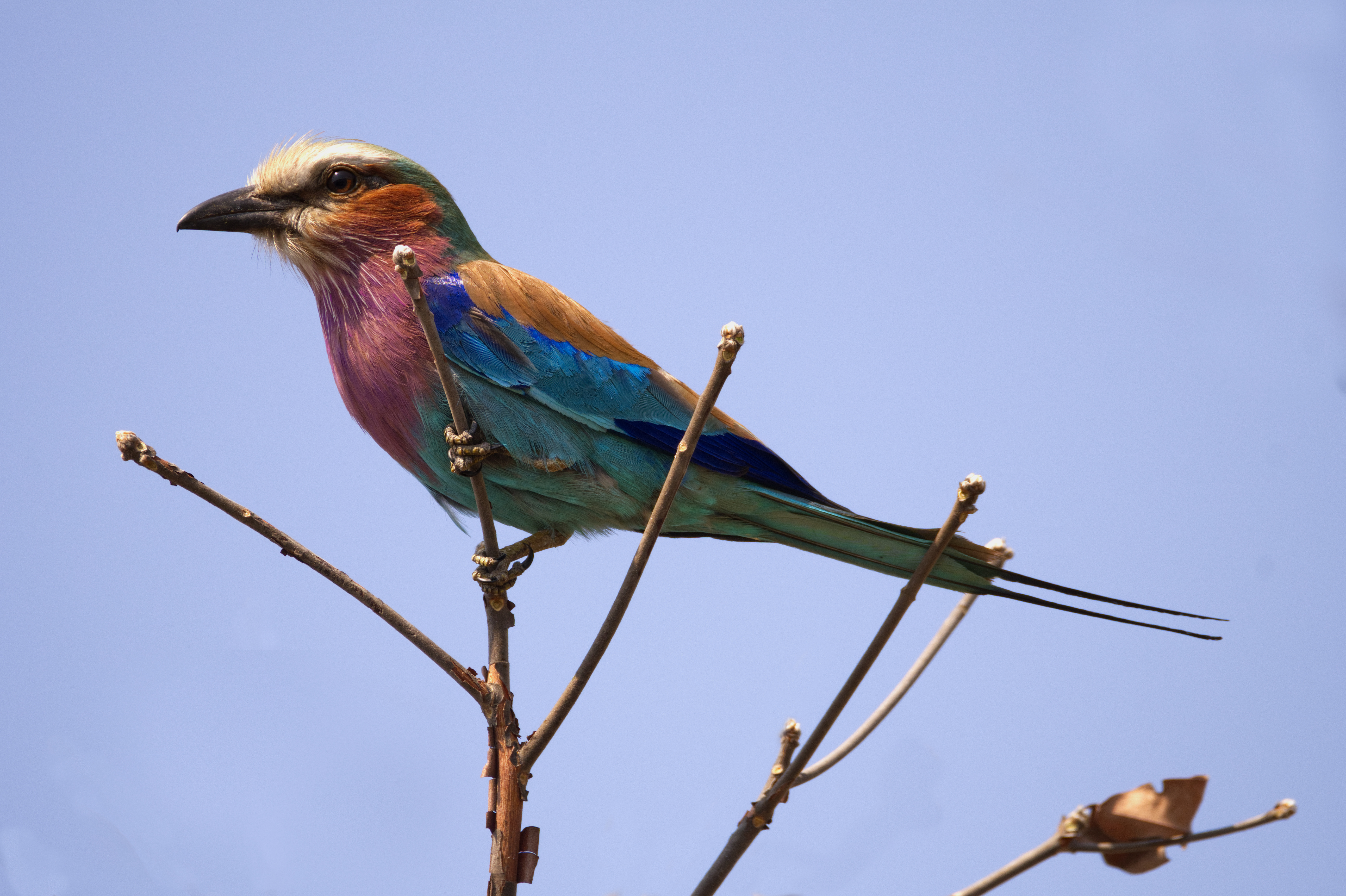 Bird Roller Kafue National Park 5600x3728