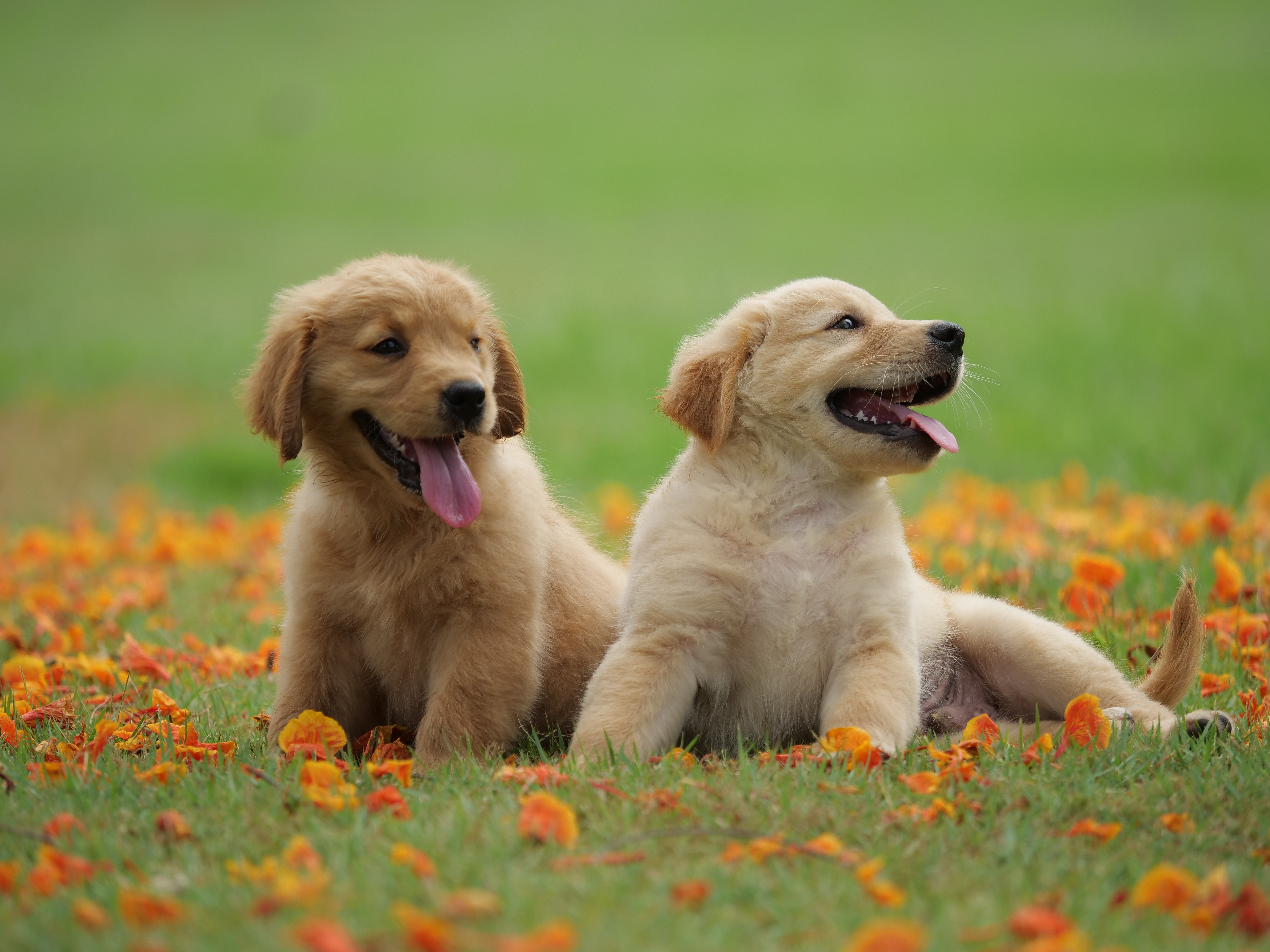 Baby Animal Dog Golden Retriever Pet Puppy 5184x3888