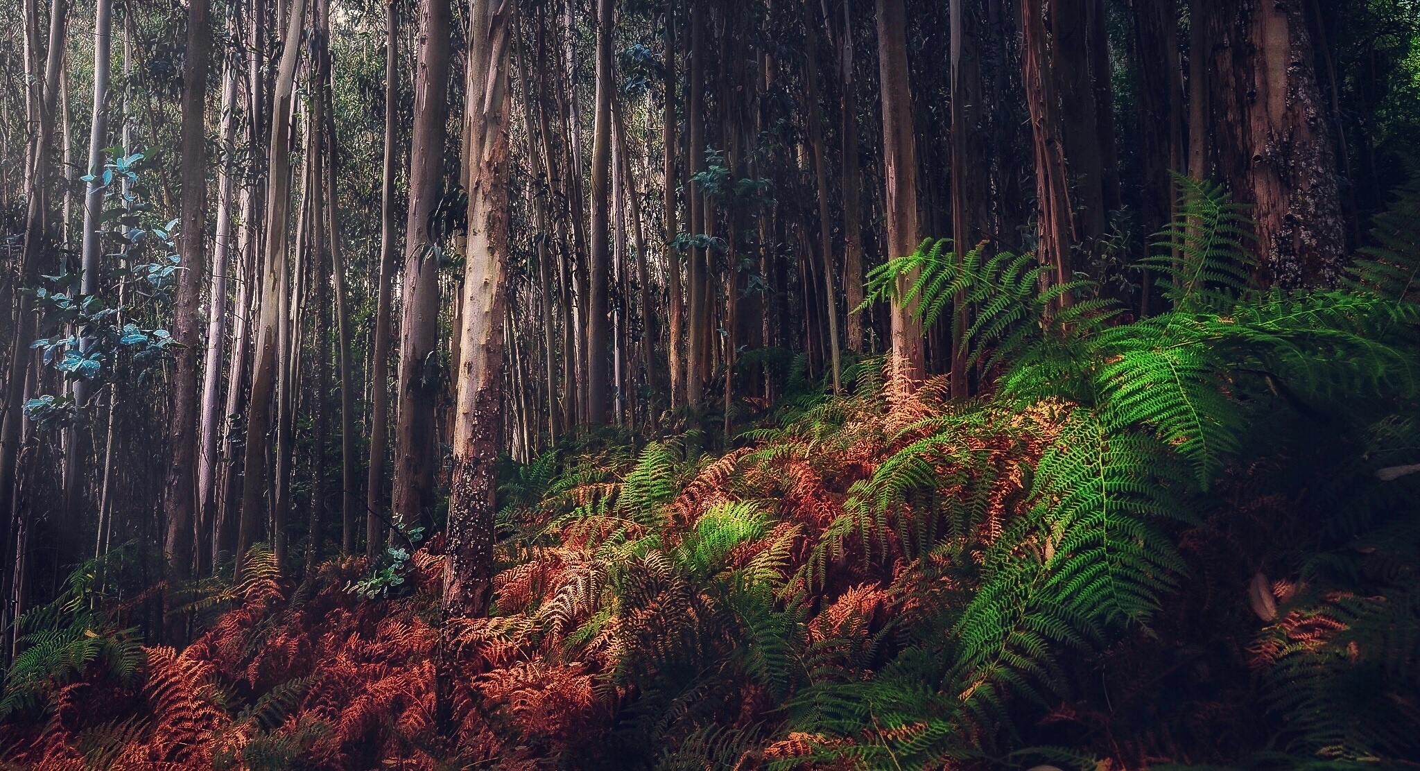 Forest 2048x1112