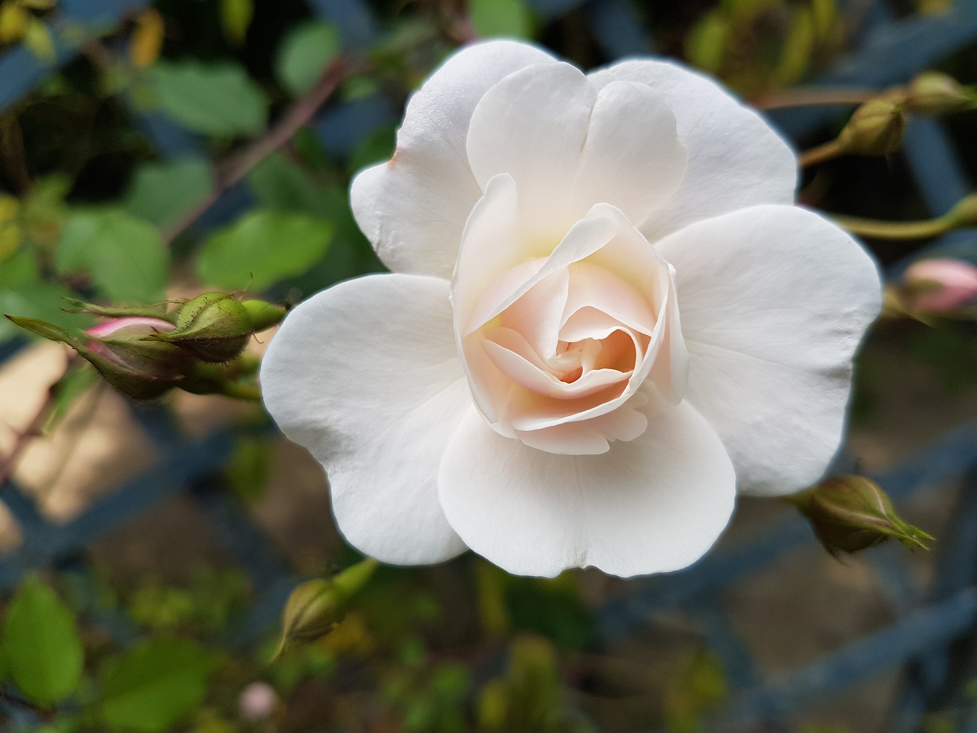 White Rose 1920x1440