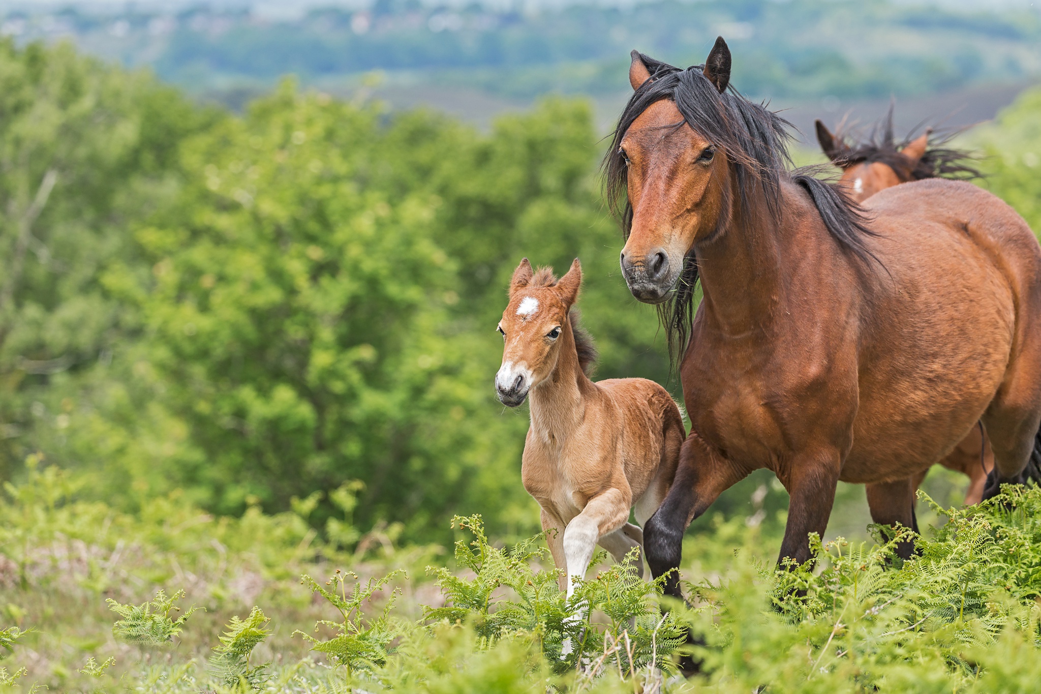 Baby Animal Foal Horse 2048x1365