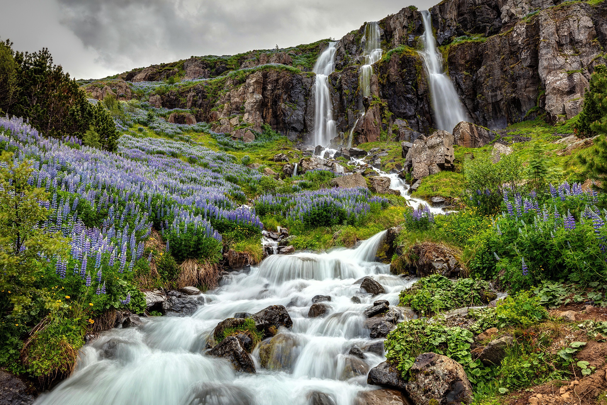 Iceland Lupine Flower Nature Stream Cliff 2000x1333