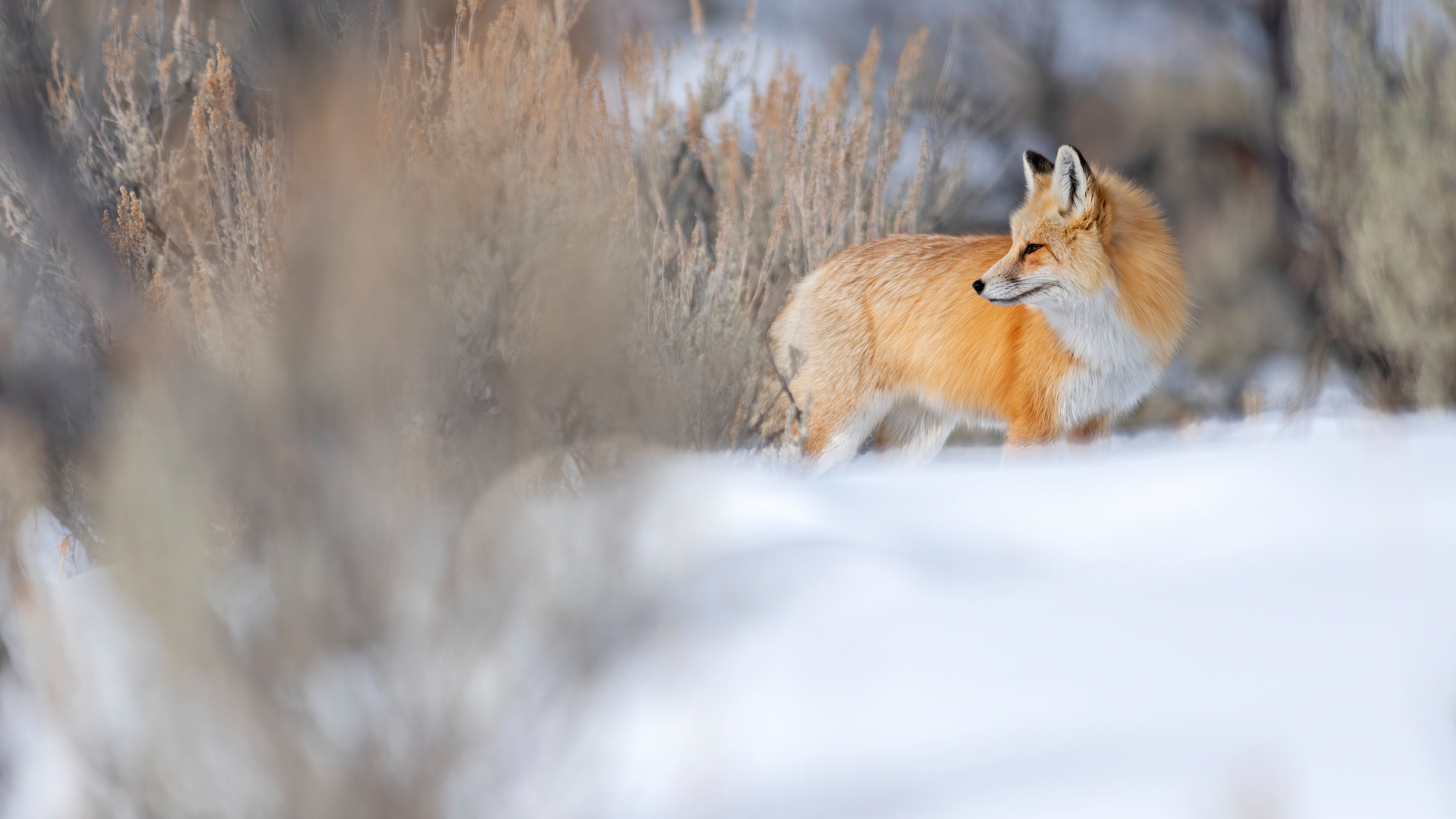 Fox Nature Snow 5120x2880
