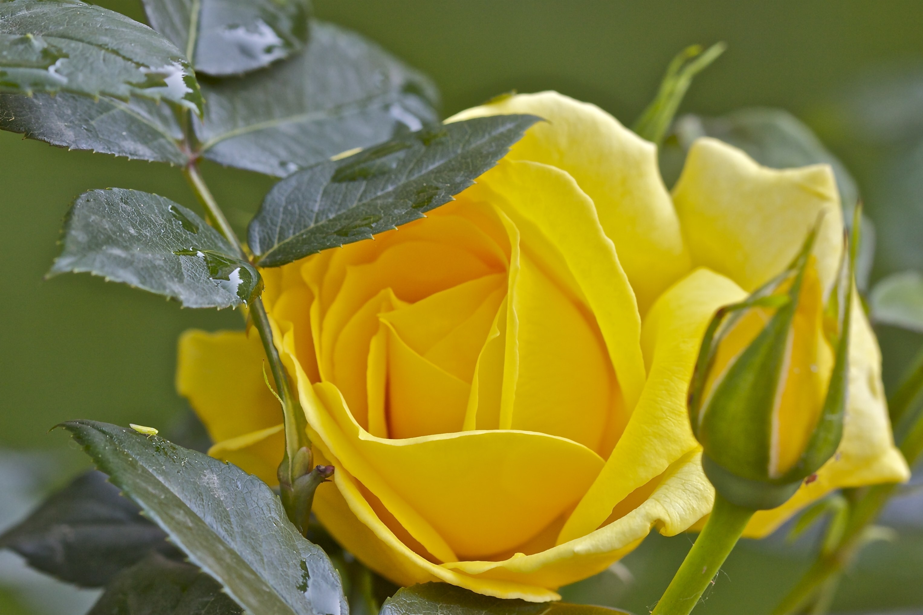 Macro Bud Yellow Flower Yellow Rose Water Drop 3054x2036