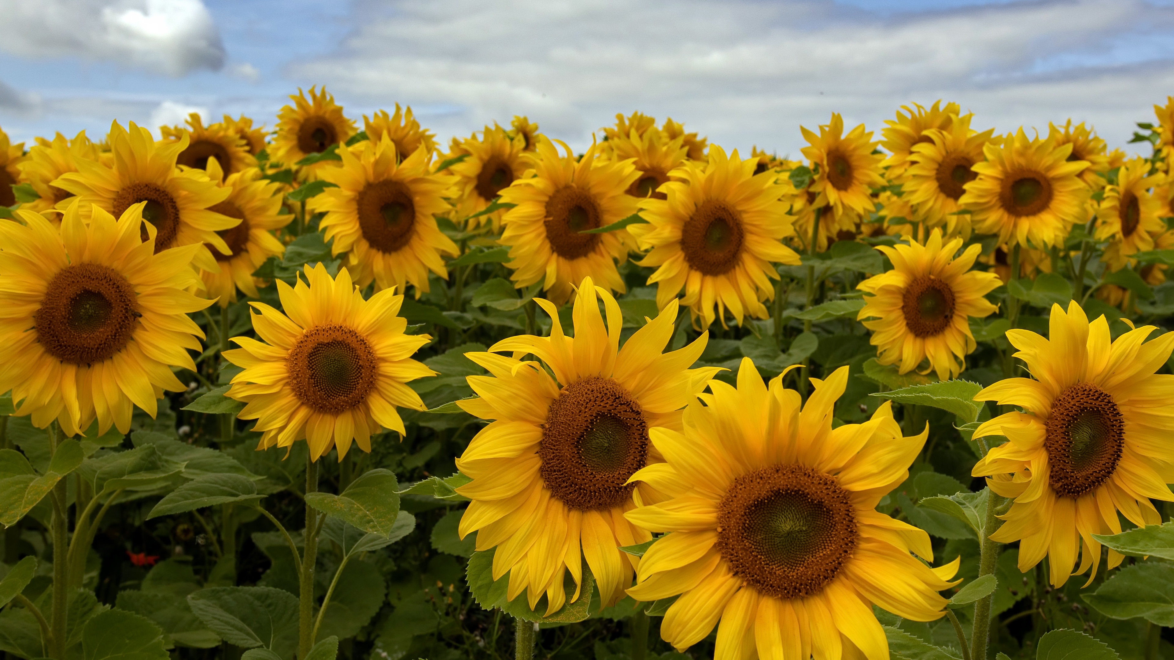 Flowers Outdoors Yellow Flowers Plants Sunflowers 3840x2160
