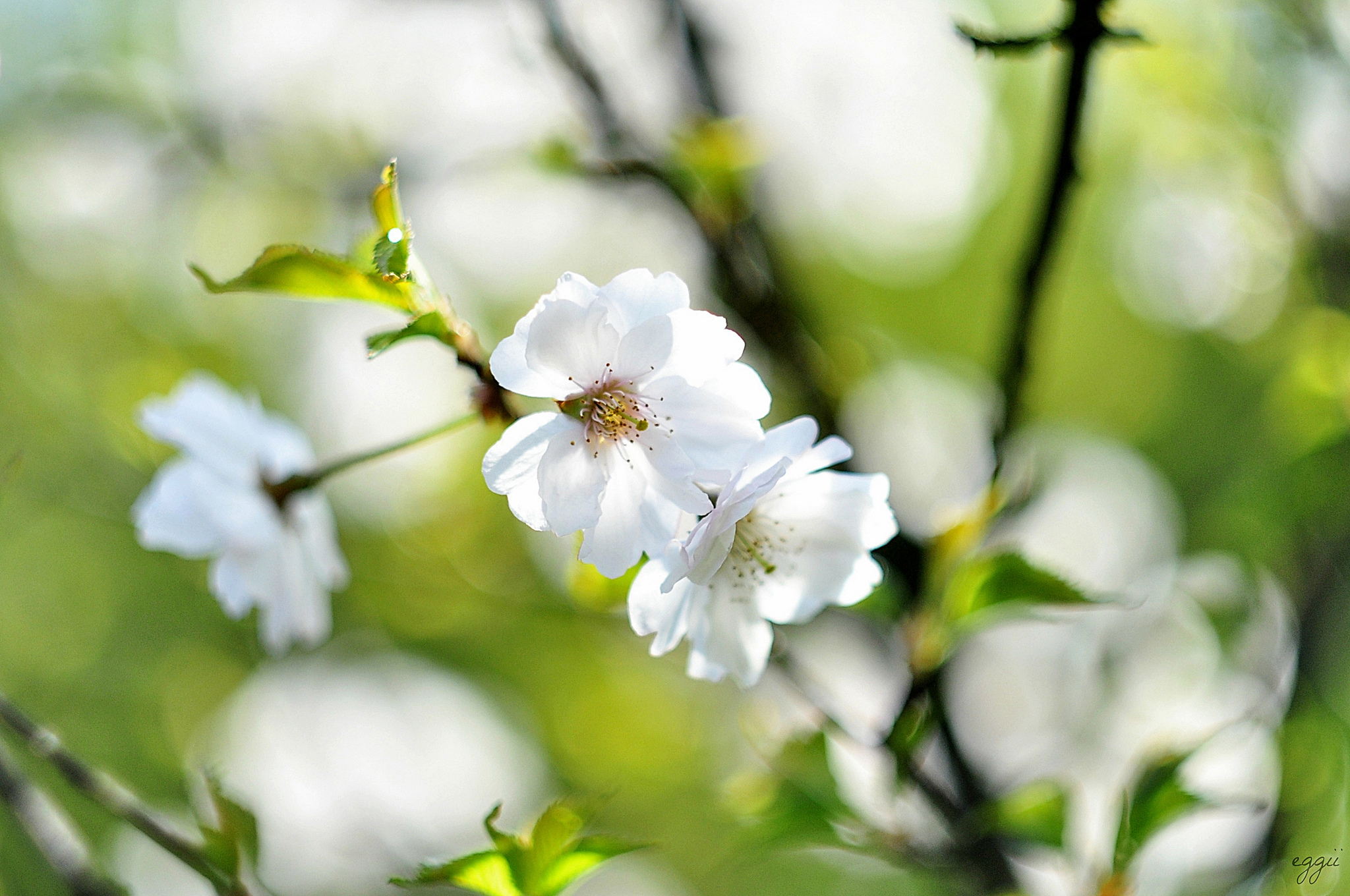 Spring Branch Flower Macro White Flower Cherry Blossom 2048x1360