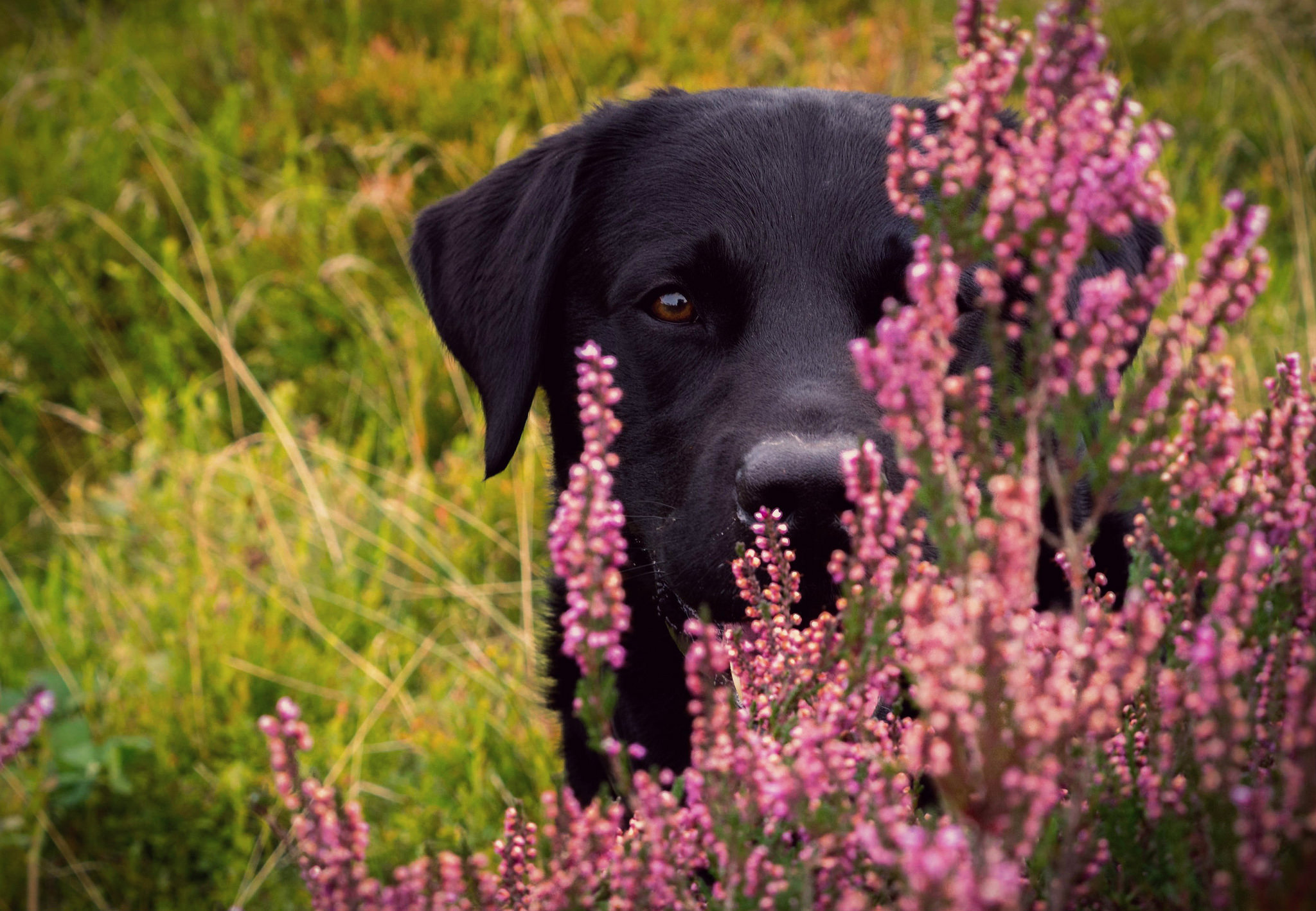 Muzzle Dog Flower Pet 2048x1419