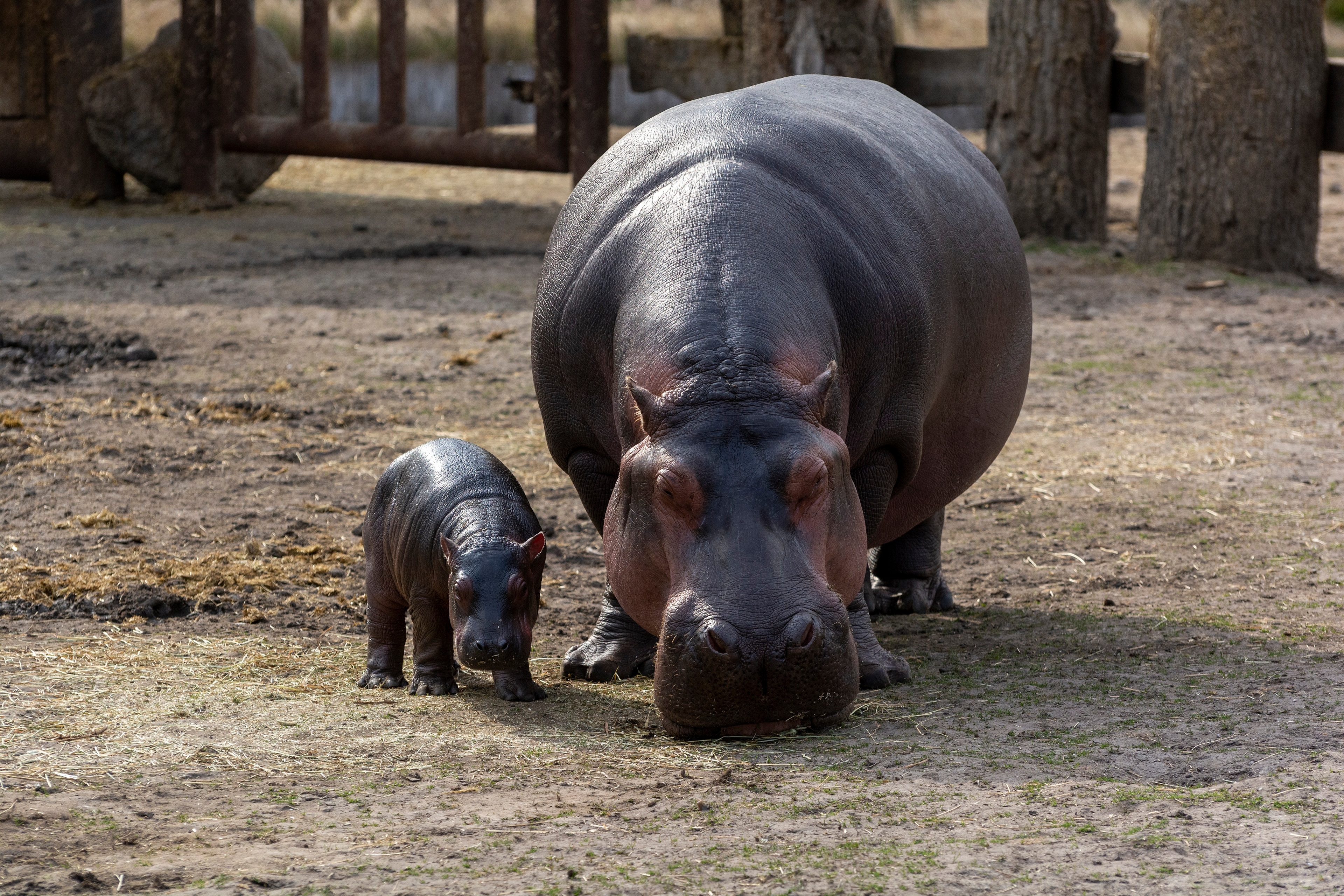 Hippos Animals Zoo Baby Animals Mammals Depth Of Field 3840x2560